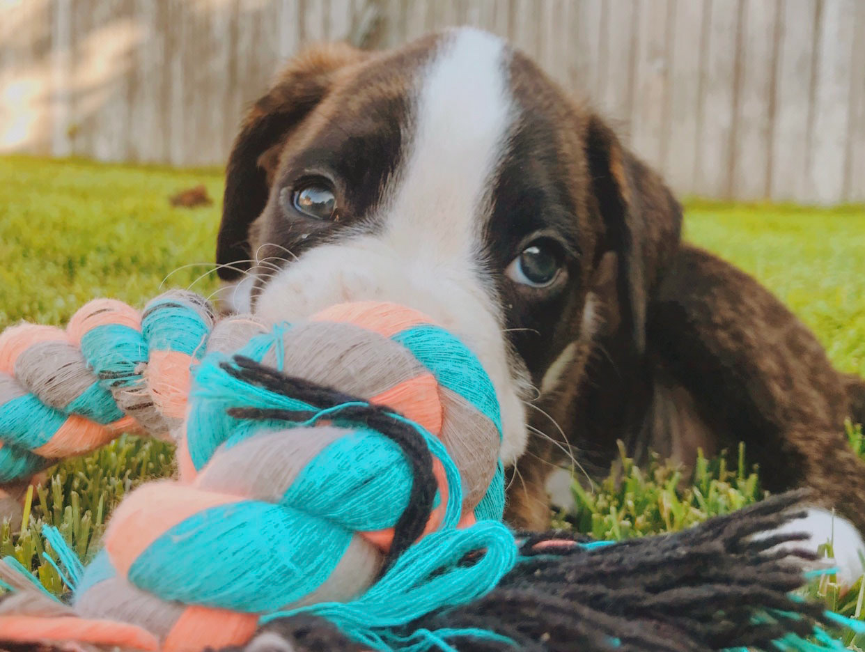 Celeste Florez:  "Brindle in the Grass" Photography