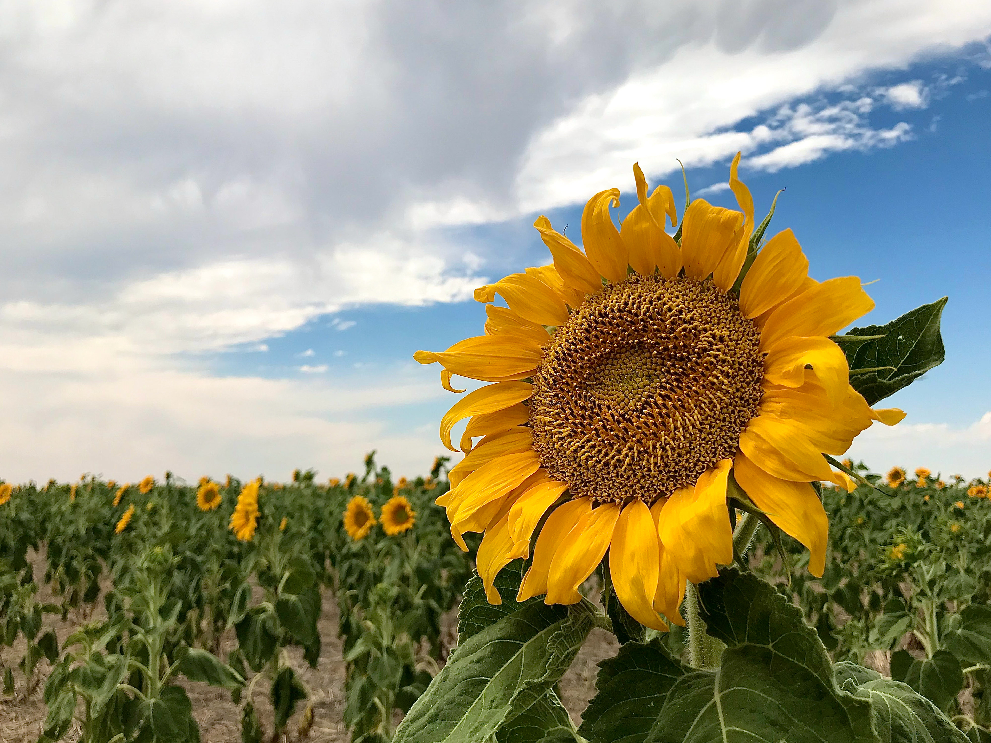 Abigail Brewer "Senior Dreams" Photography