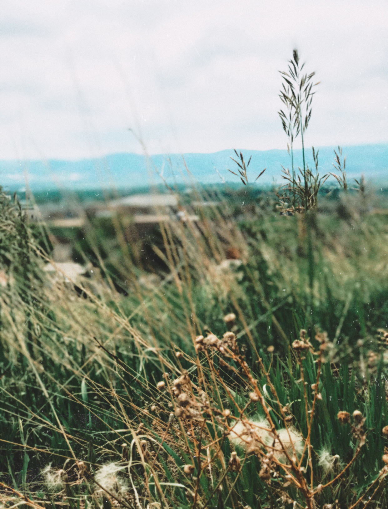 Morgan Russell: "An Ants View of life" Photography