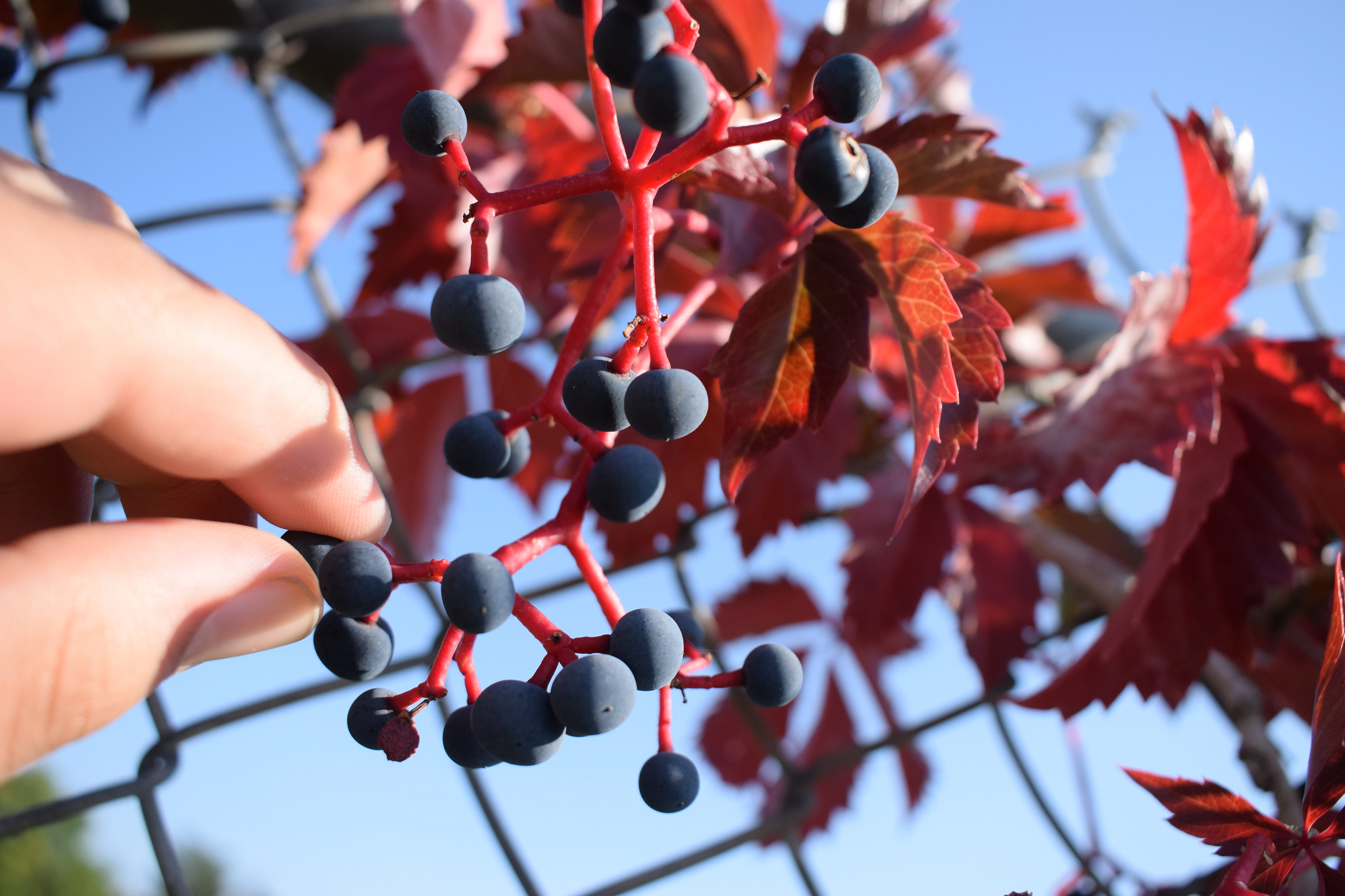 Joseph Sawaqed: "Berry Picking" Photography