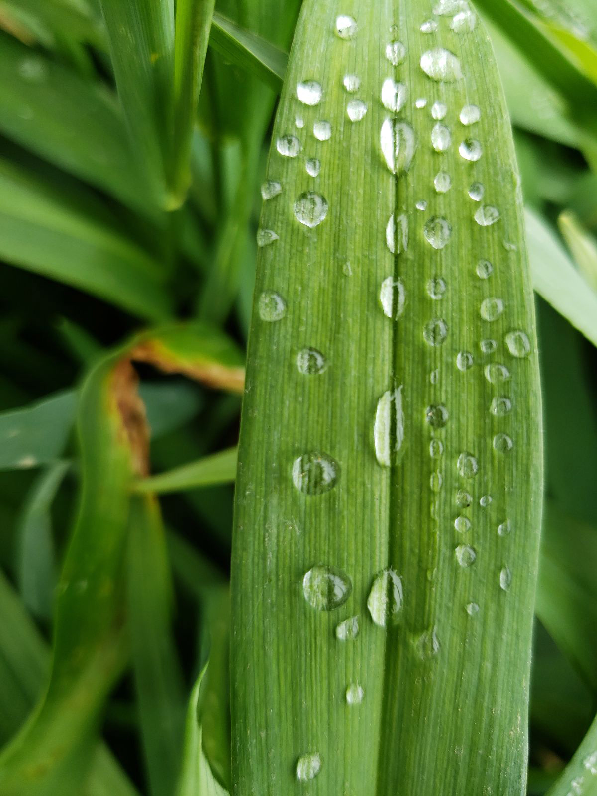Jordan Little: "Water Droplets" Photography. BEST IN SHOW