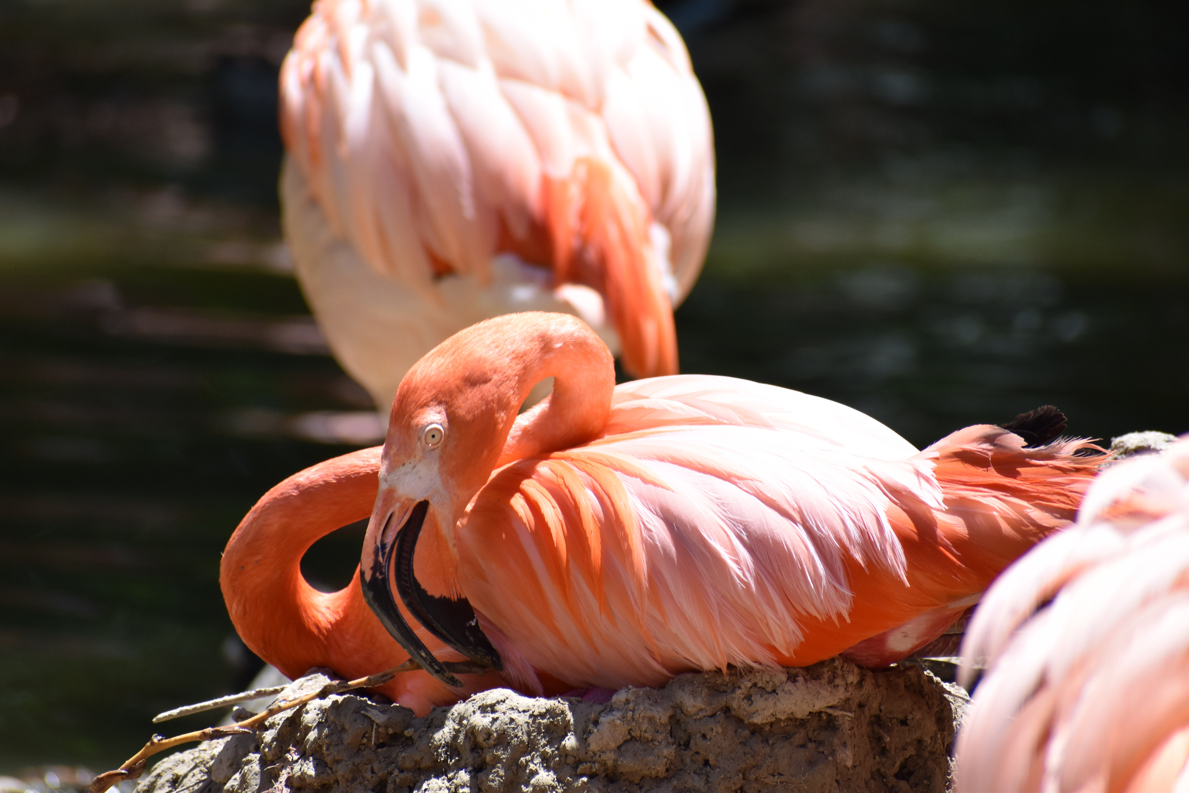 Royce Sleezer " Nest Building" Photogrpahy
