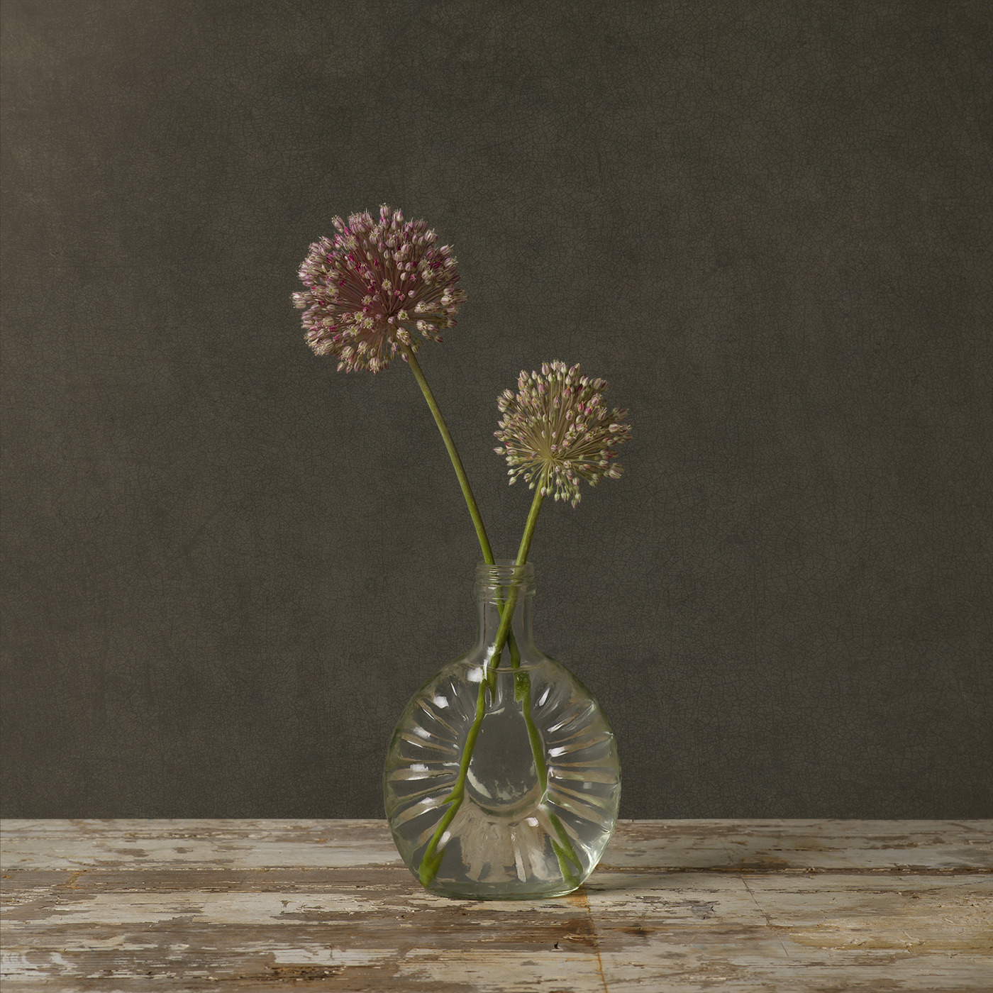 Allium limited