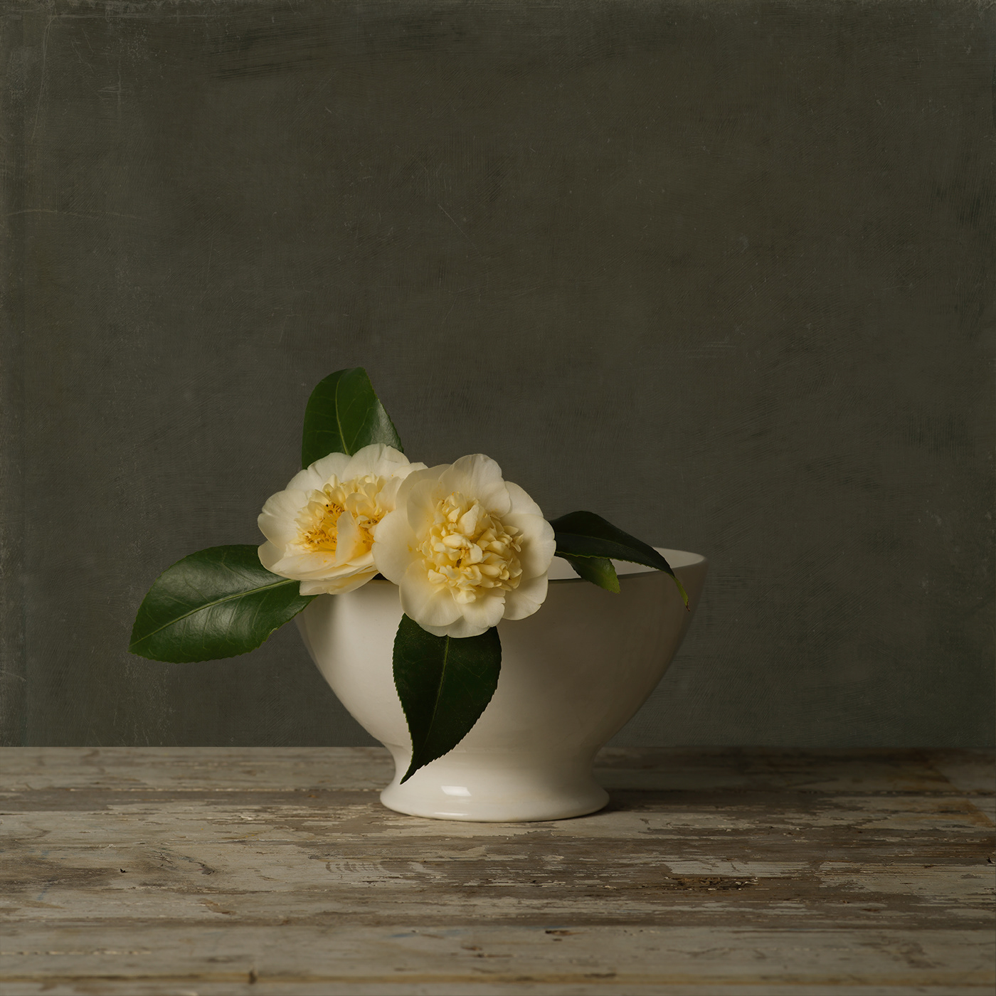 Camelia limited