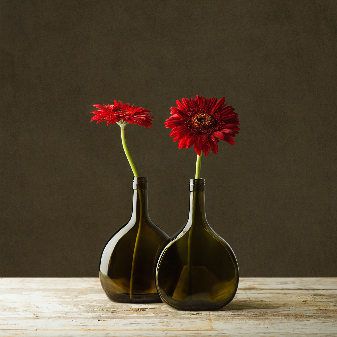 Gerbera limited