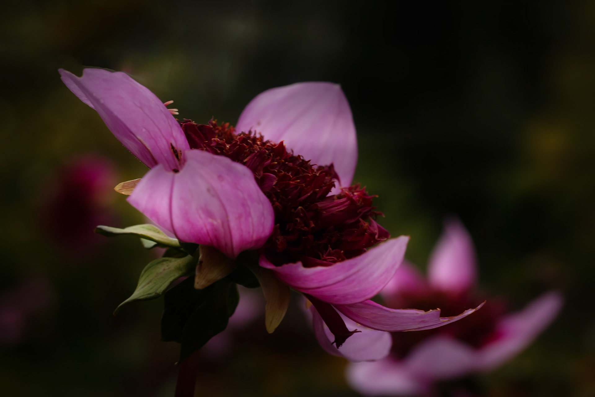 A photograph of a pink flower photographed at Great Comp Gardens