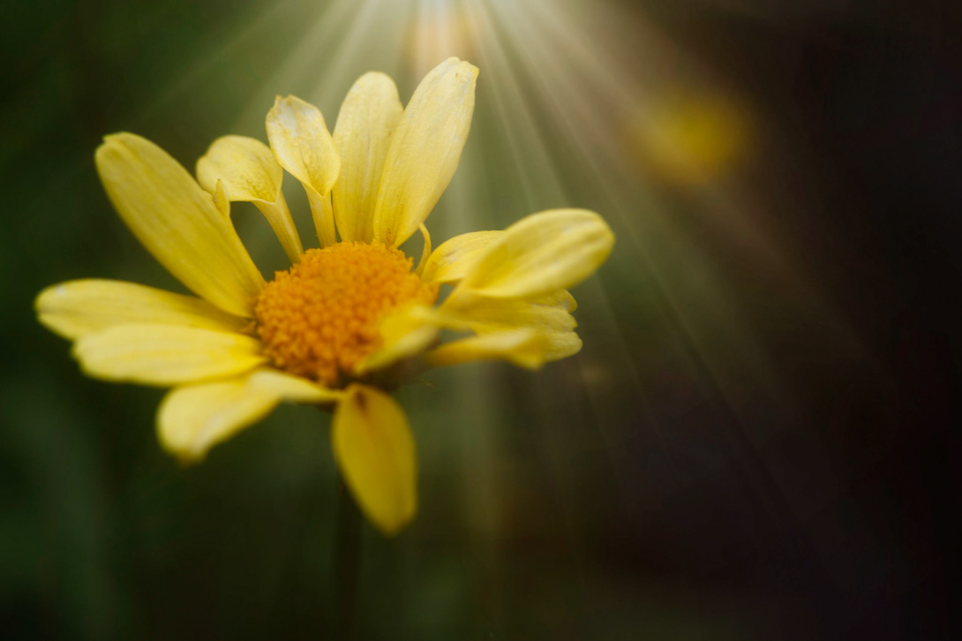 A photograph of a yellow flower photographed at Great Comp Gardens near Sevenoaks in Kent.