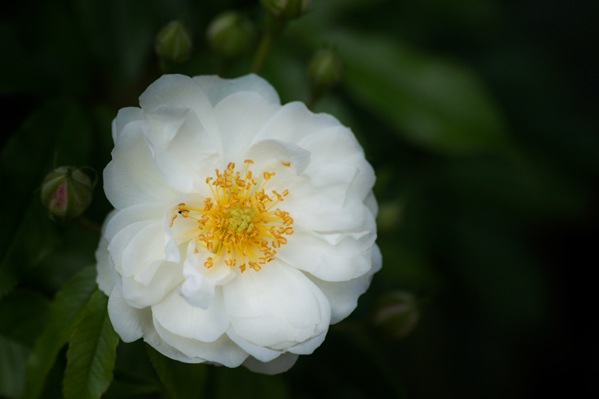A photograph of a white rose photographed at Quebec House, Westerham, Kent.