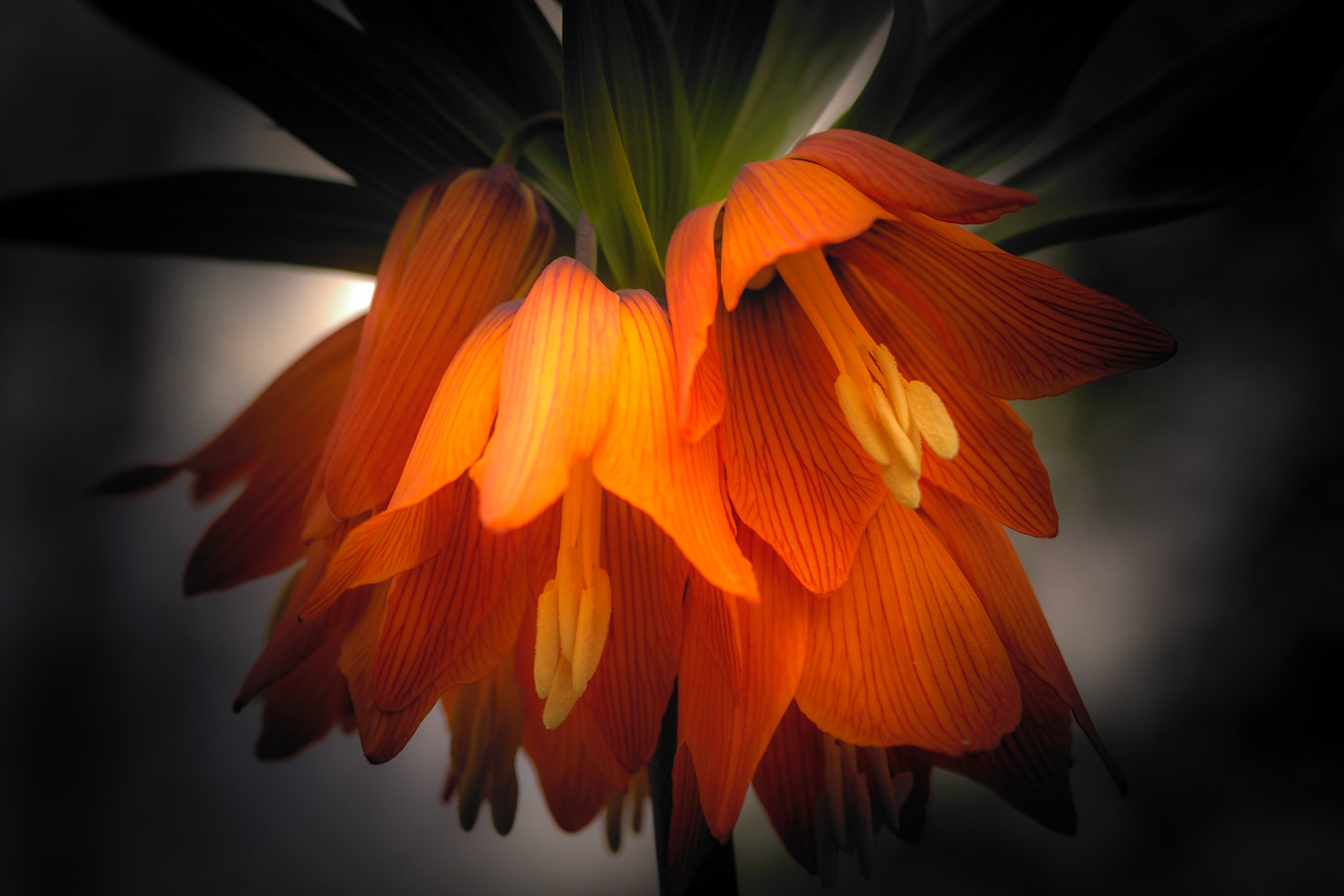 Orange flowers from Emmetts Gardens in Kent