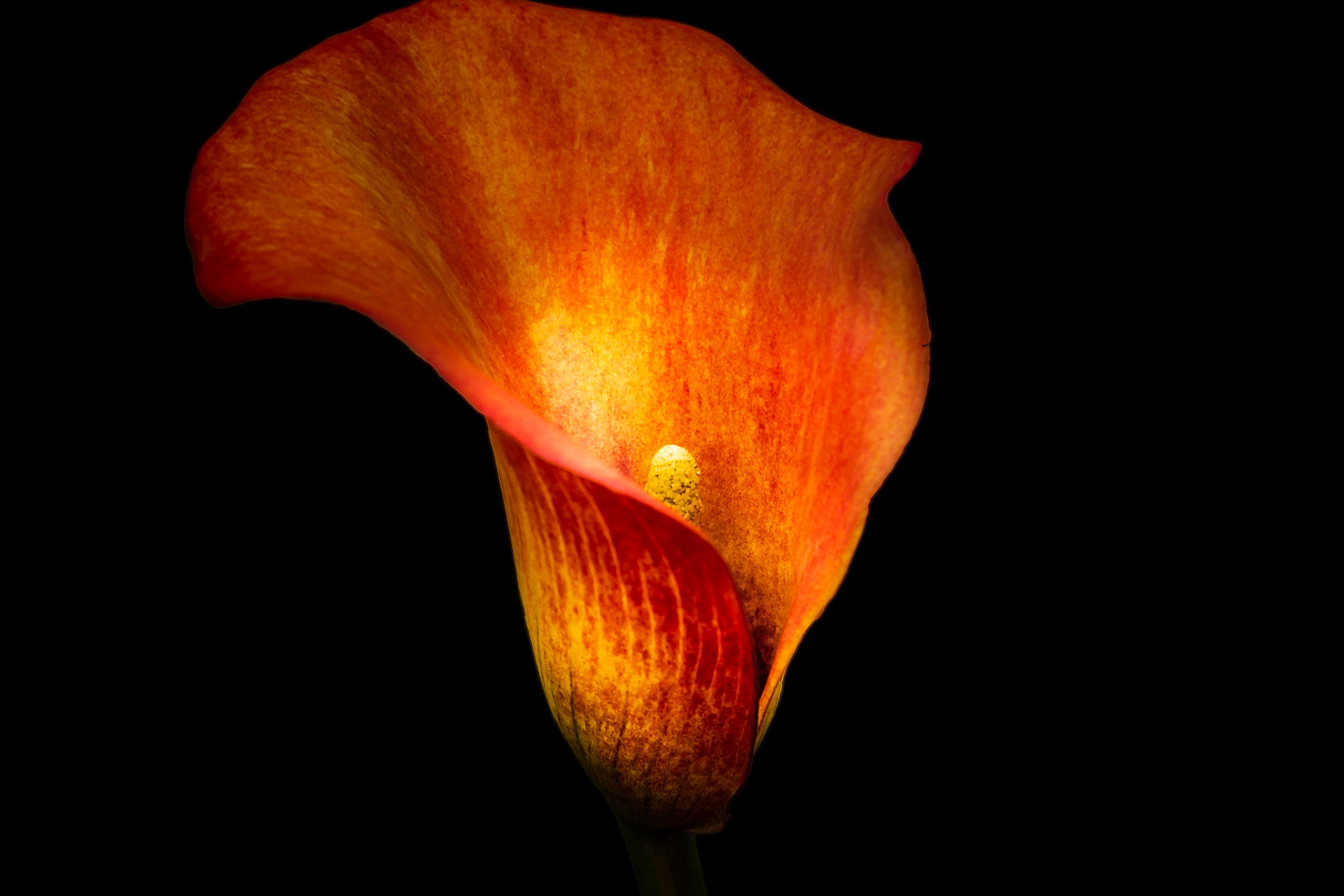 A photograph of a Calla Lily photographed at Riverhill Himalayan Gardens