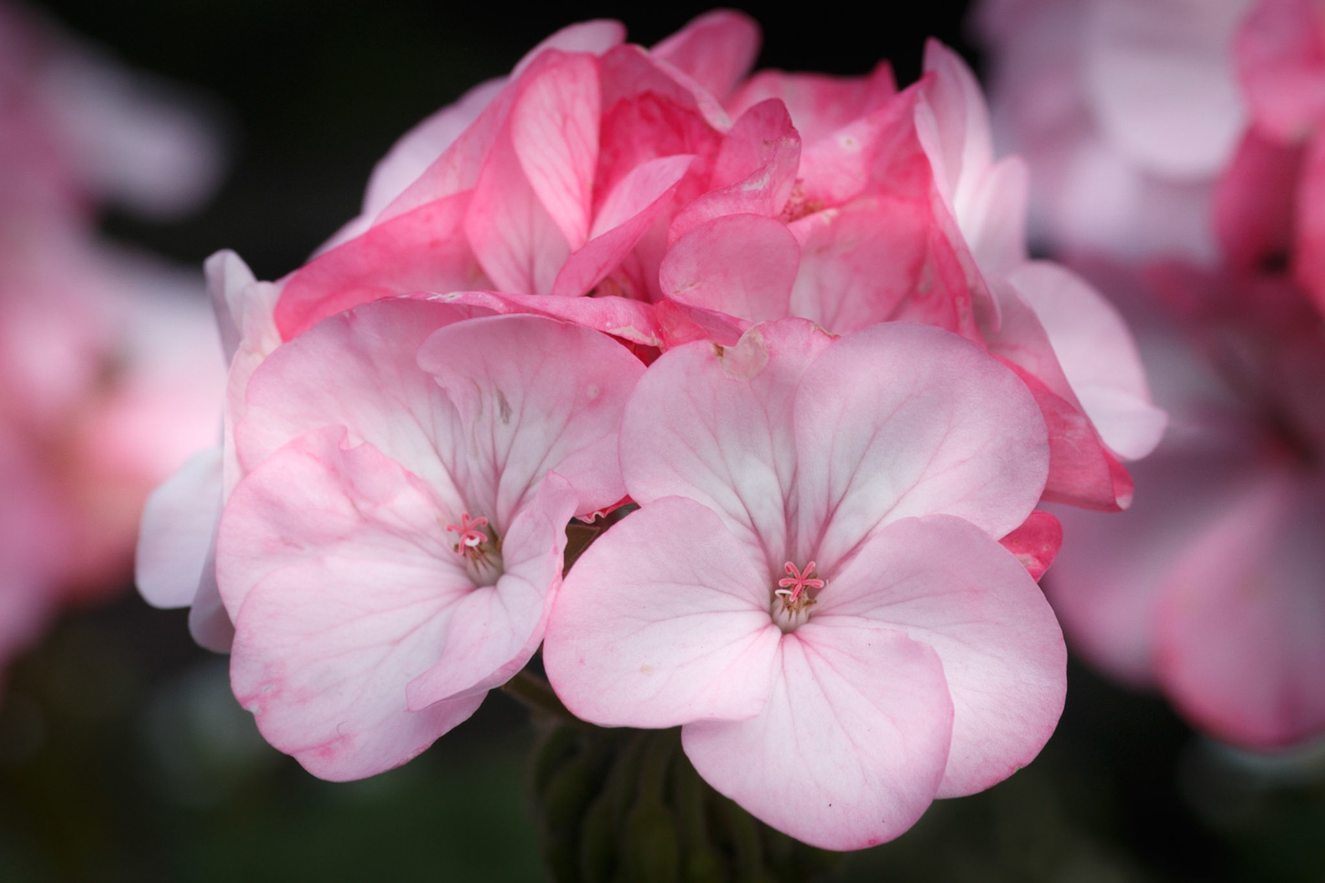 A photograph of pink impatiens from Chartwell in Kent.