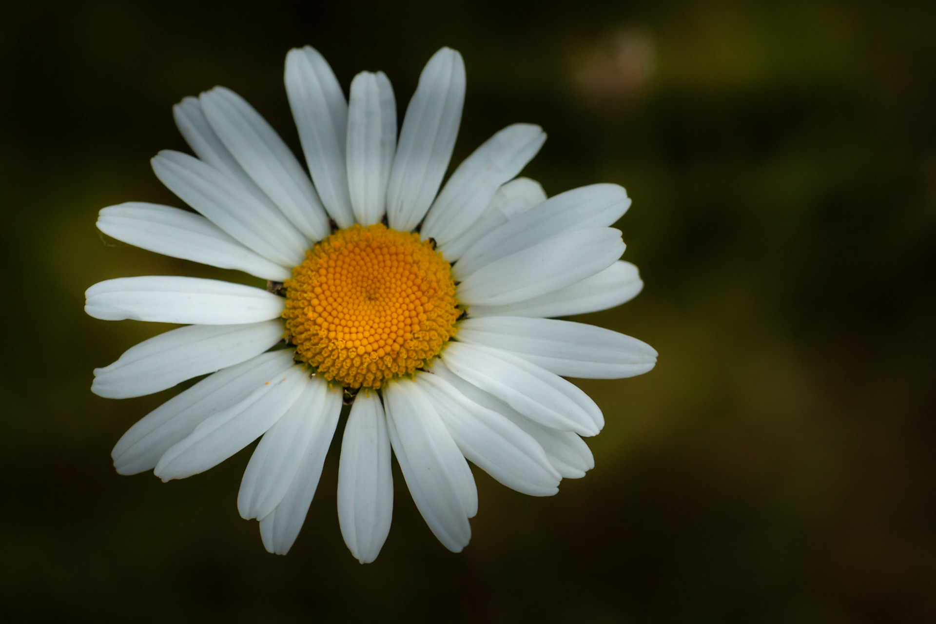 A photograph of a daisy photographed at Scotney Castle in Kent.