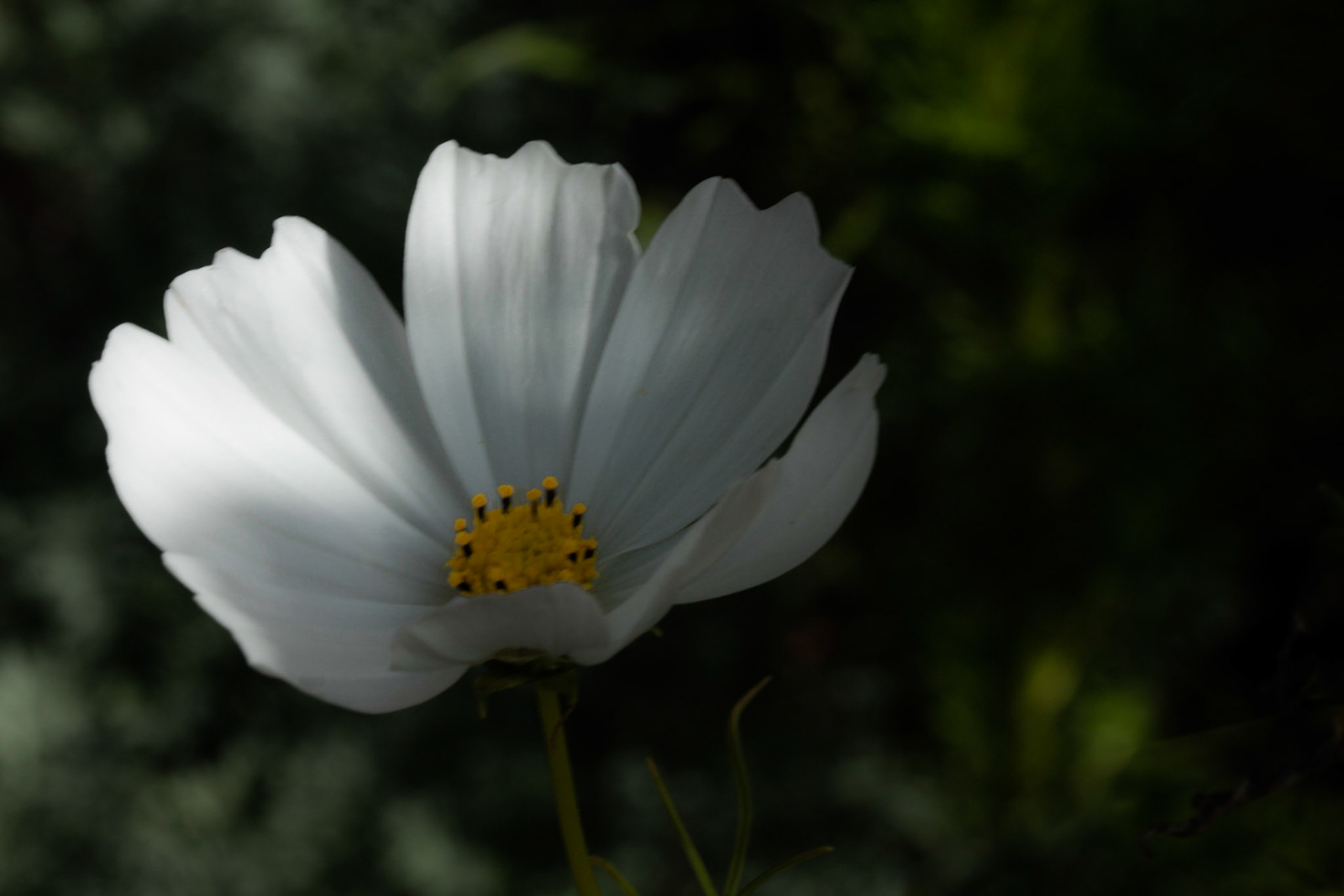 A photograph of a cosmos flower photographed at Chartwell in Kent.