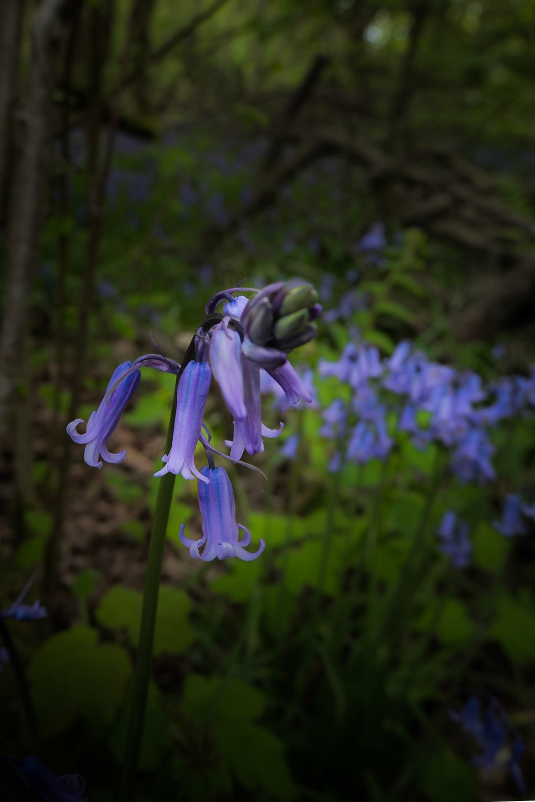 A photograph of bluebells photographed at Ashenbank Woods, Cobham in Kent.
