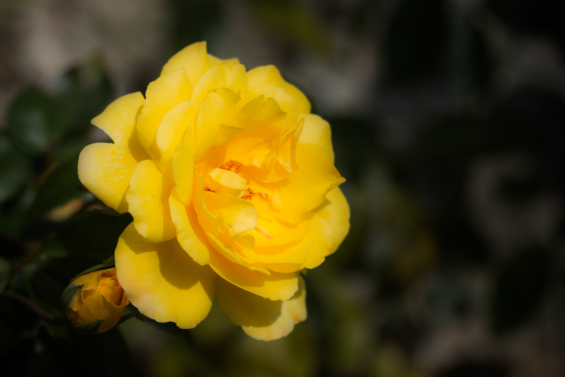 A photograph of an orange coloured rose photographed at Chartwell in Kent.