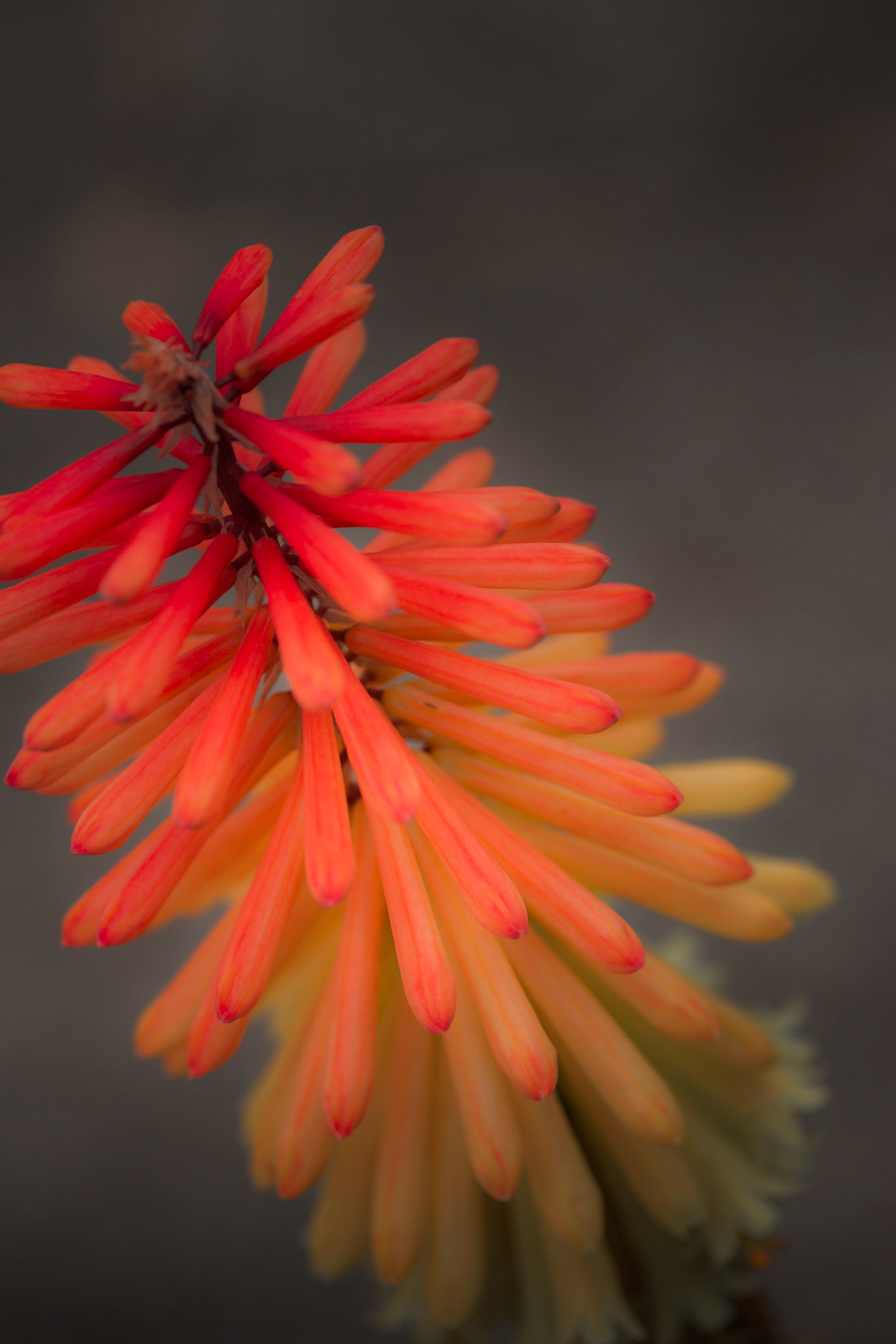 A photograph of a red hot poker photographed at Great Comp Gardens,