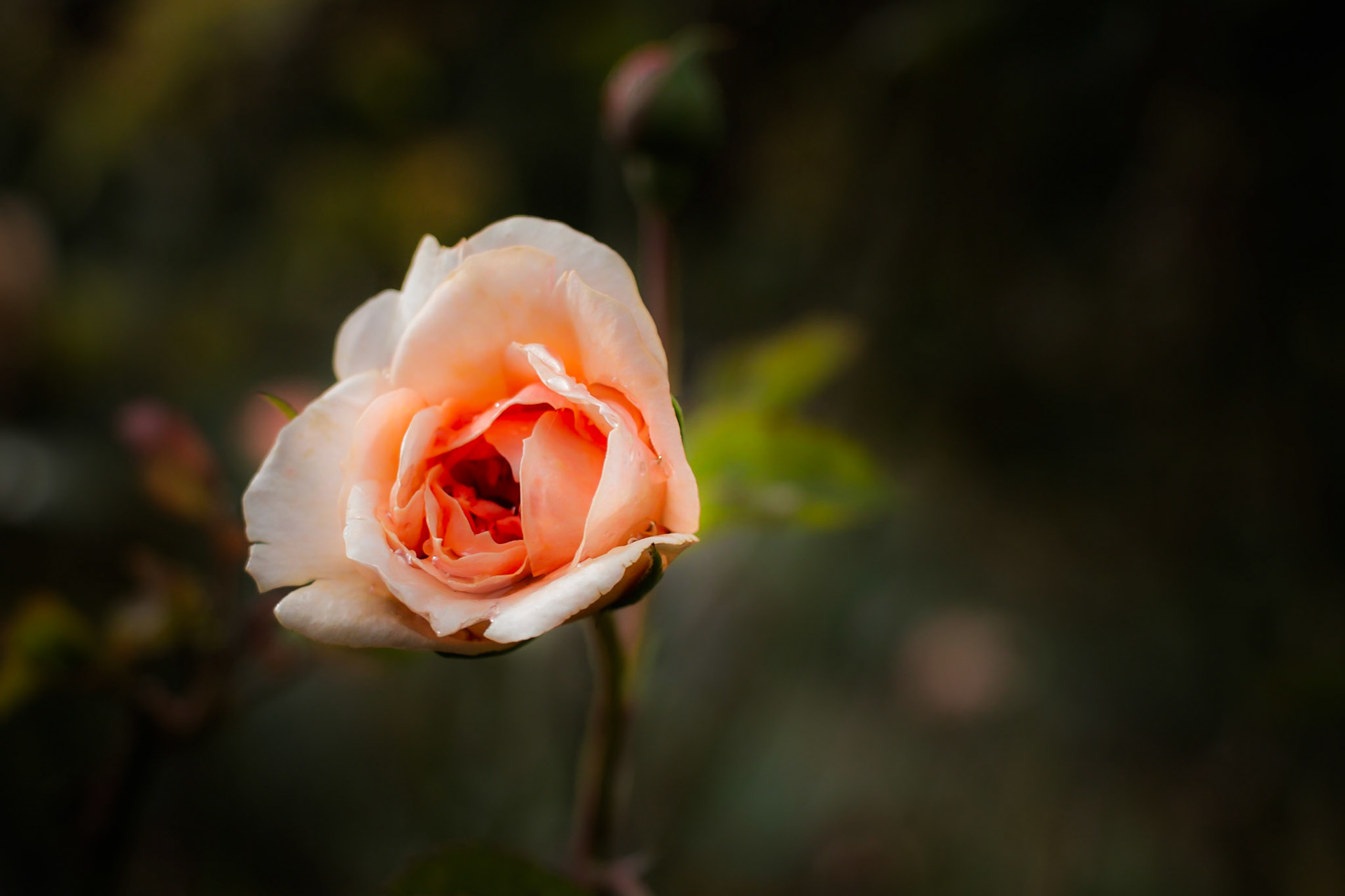 A photograph of a rose and rose bud photographed at Nymans in West Sussex.