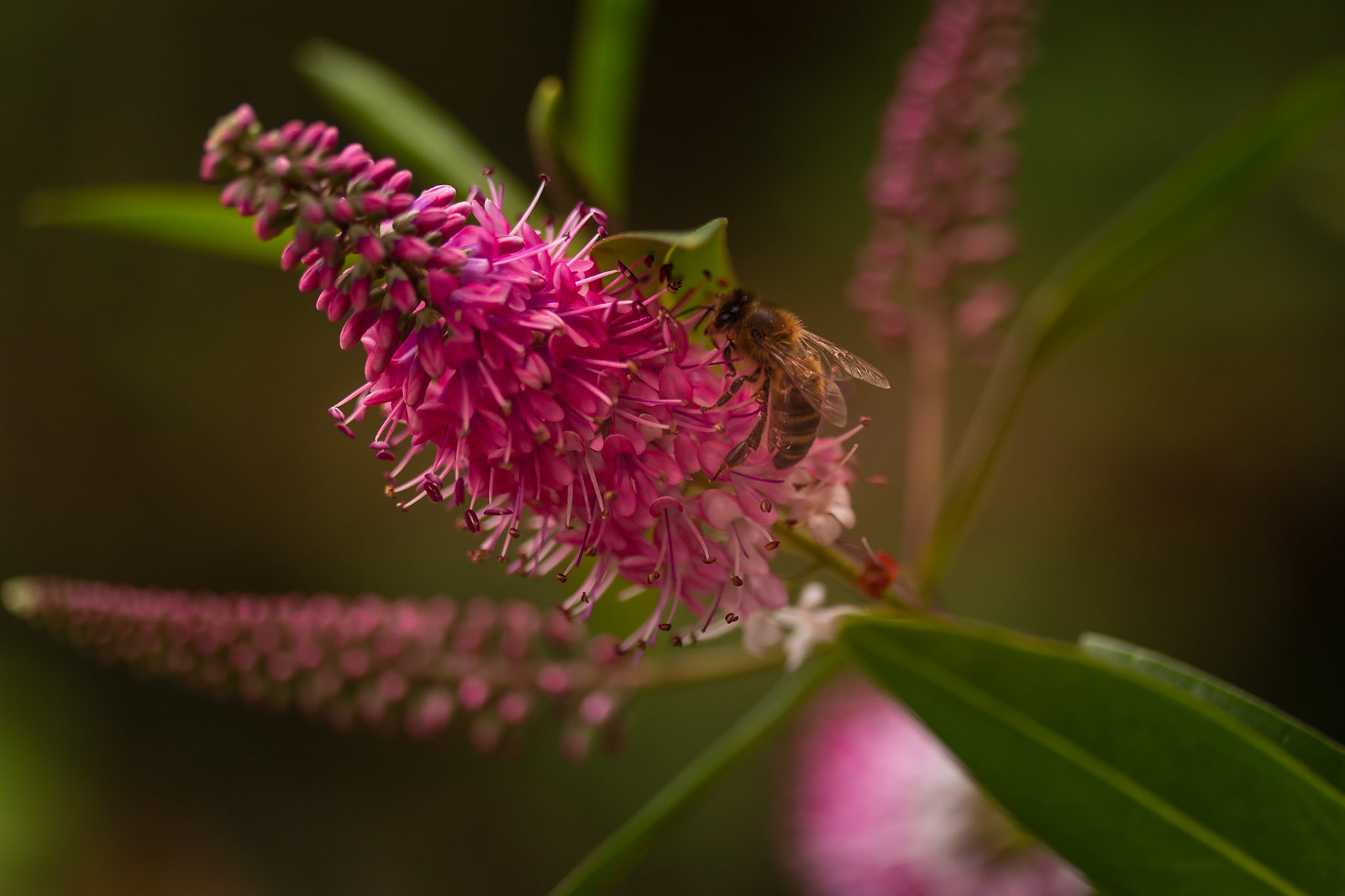 A photograph of a wasp on a veronica flower photographed at Great Comp Gardens,