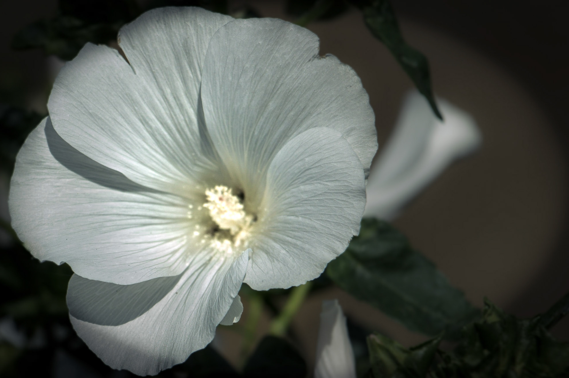 A photograph of a white rose mallow flower photographed at Quex Park Gardens in Kent.