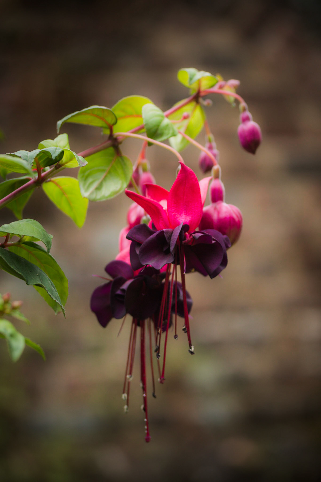 A photograph of a fuchsia  photographed at Great Comp Gardens