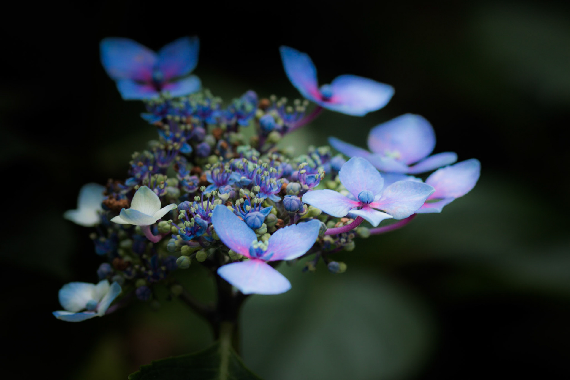 A photograph of a blue hydrangea photographed at Great Comp Gardens near Sevenoaks in Kent.