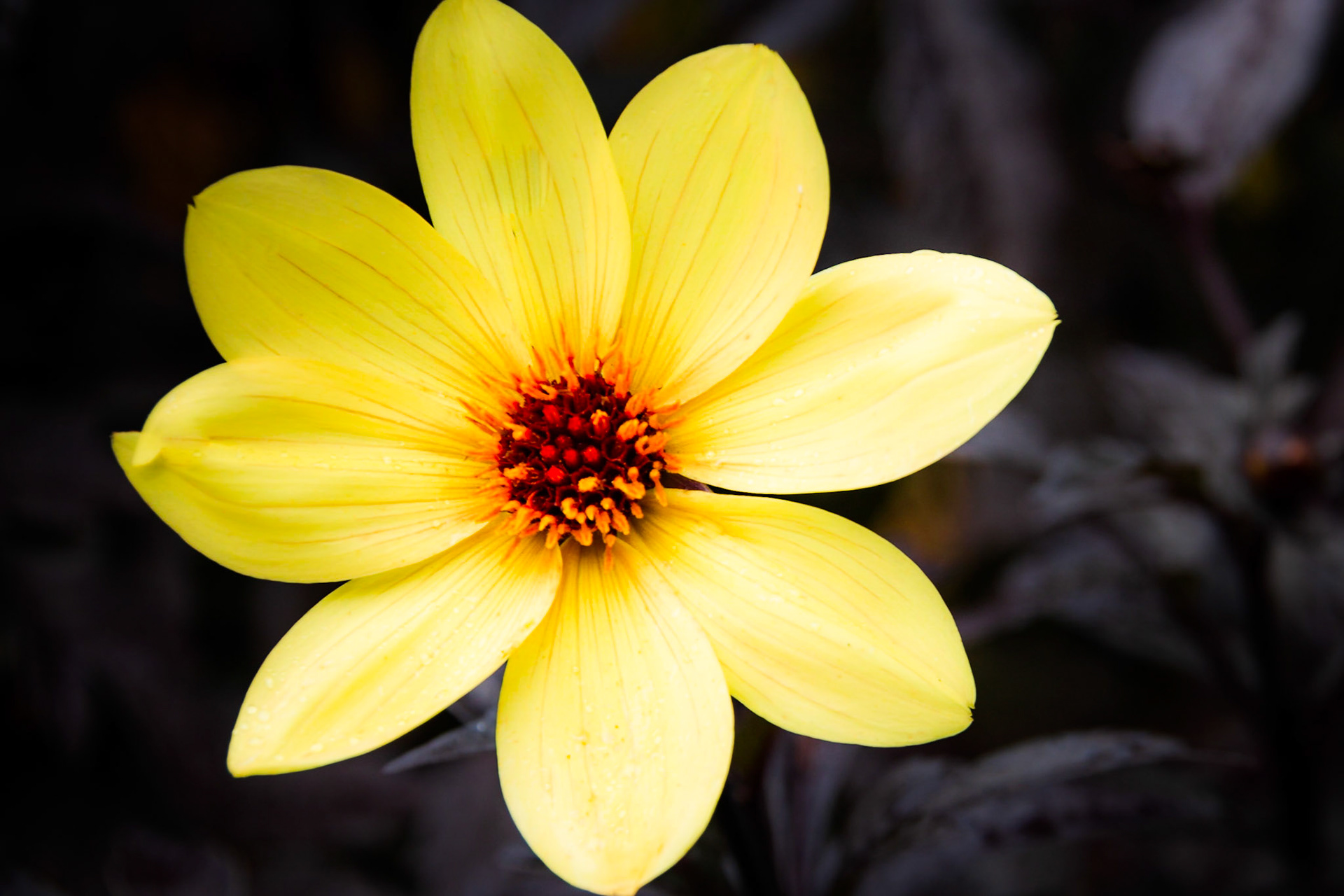 A photograph of a yellow dahlia photographed at Great Comp Gardens near Sevenoaks in Kent.