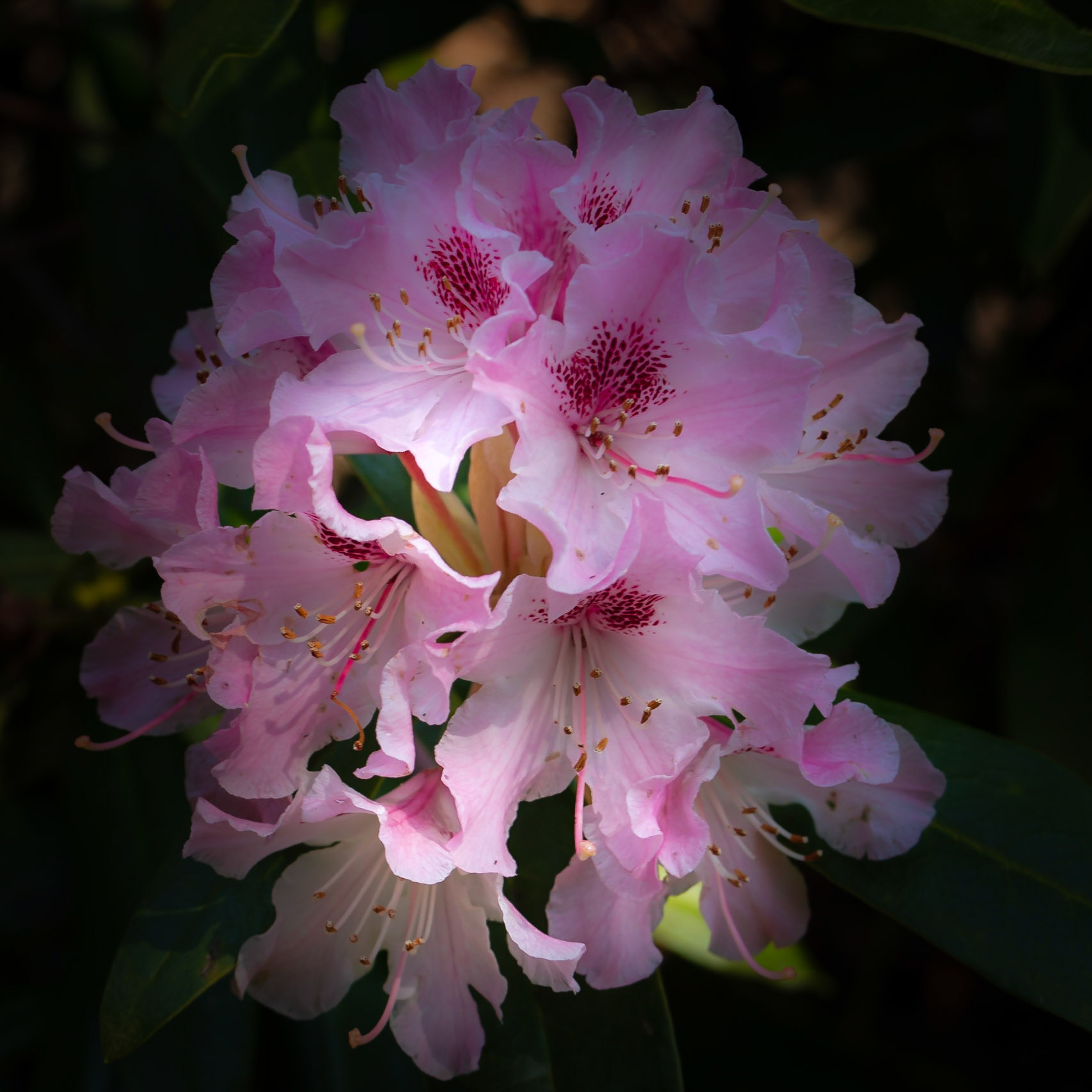 A photograph of a pink rhododendron in bloom at Doddington Place