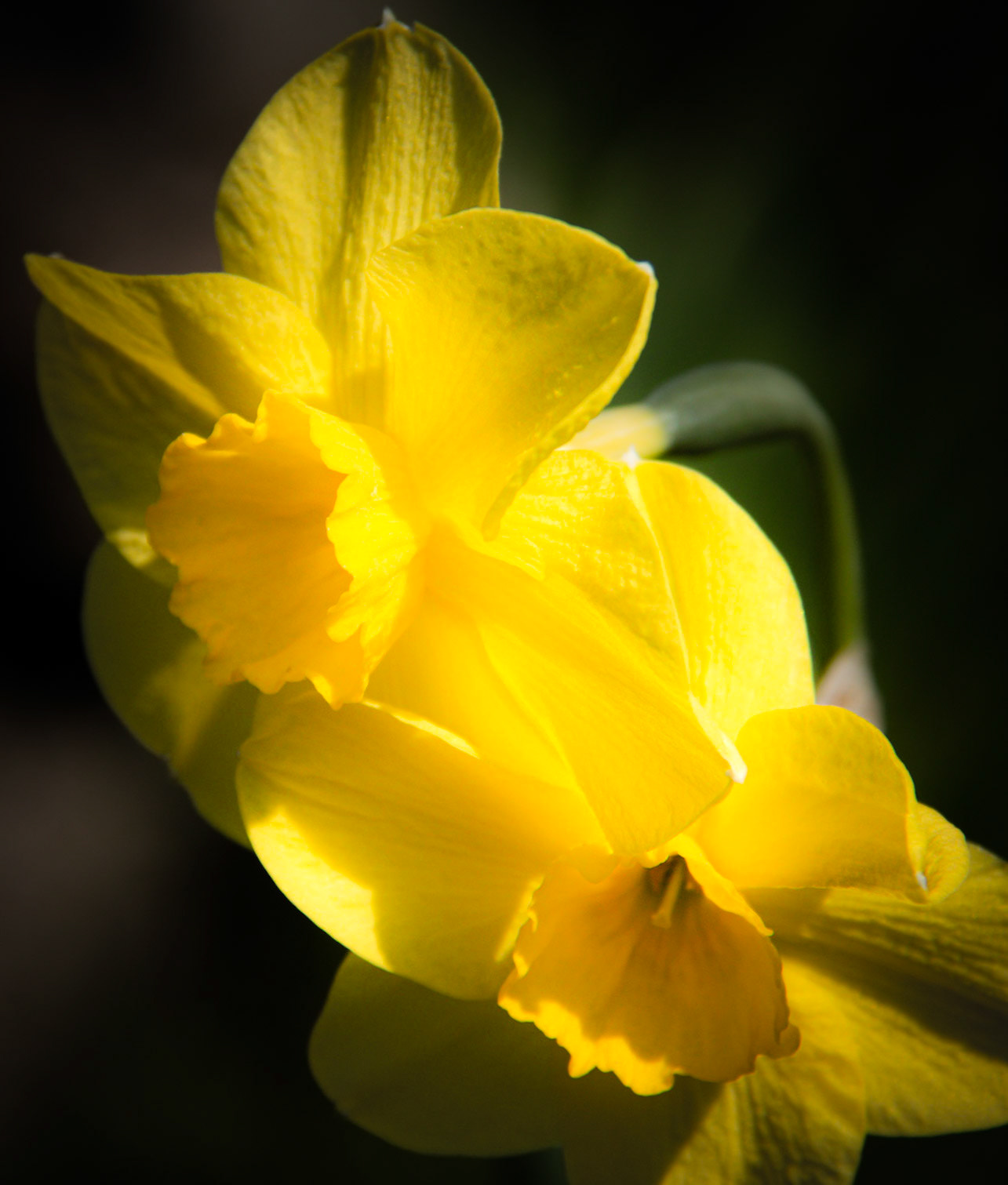 A photograph of daffodils photographed at Marl Place in Kent
