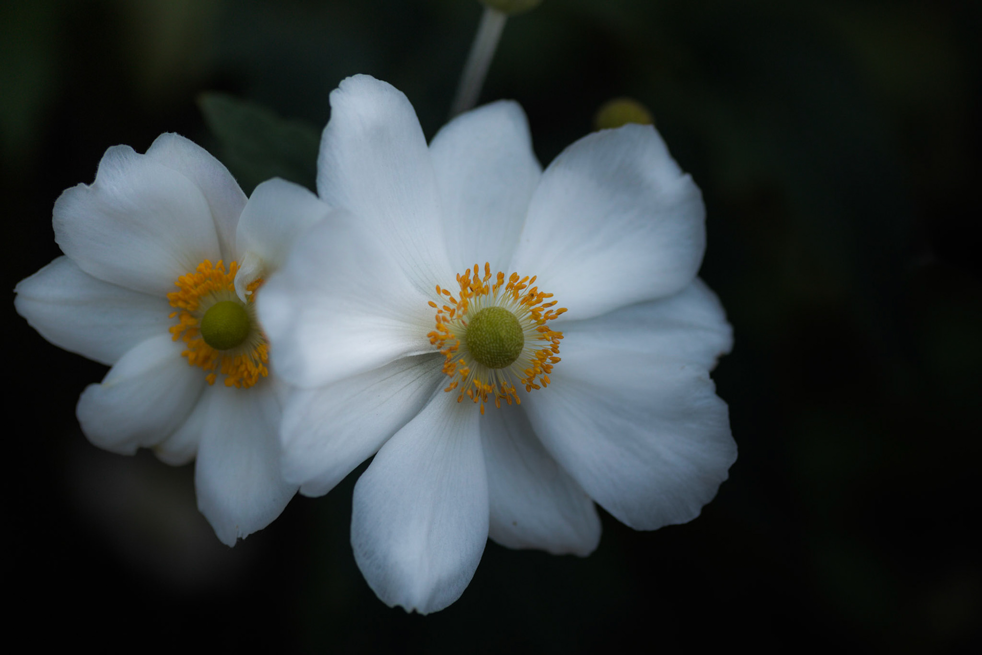 A photograph of white anemone flowers photographed at Chartwell in Kent.