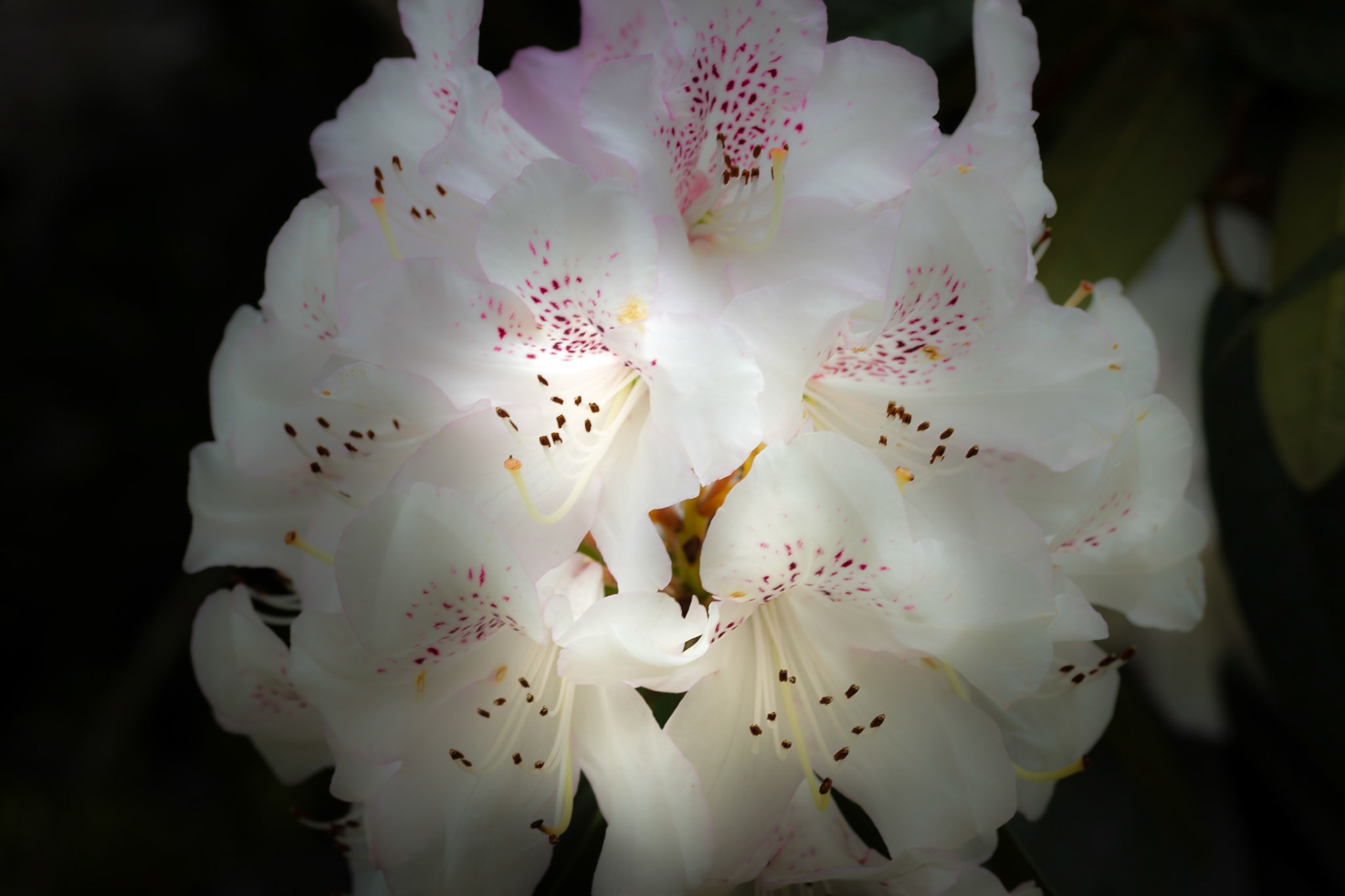 A photograph of a white rhododendron flower.