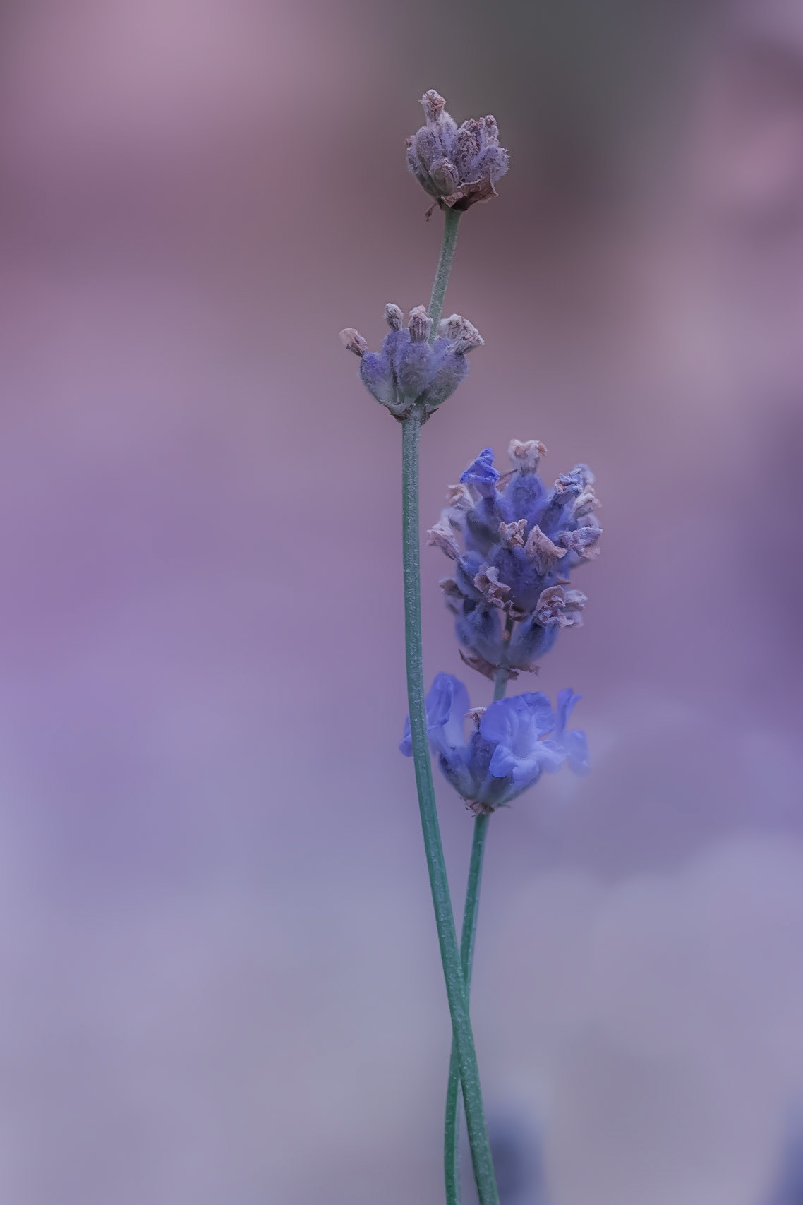 A photograph of lavender photographed at Great Comp Gardens near Sevenoaks in Kent.