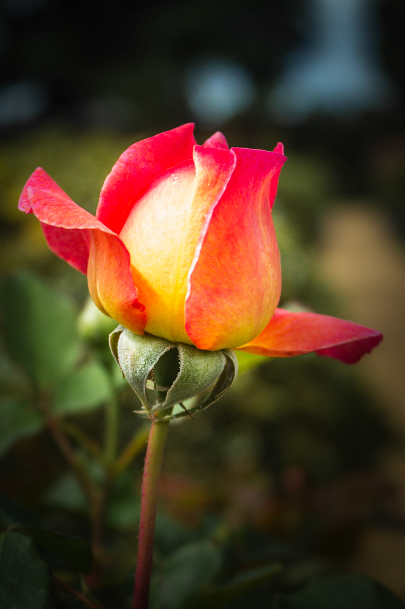 A photograph of a rose bud photographed within the gardens of Ham House in Richmond.