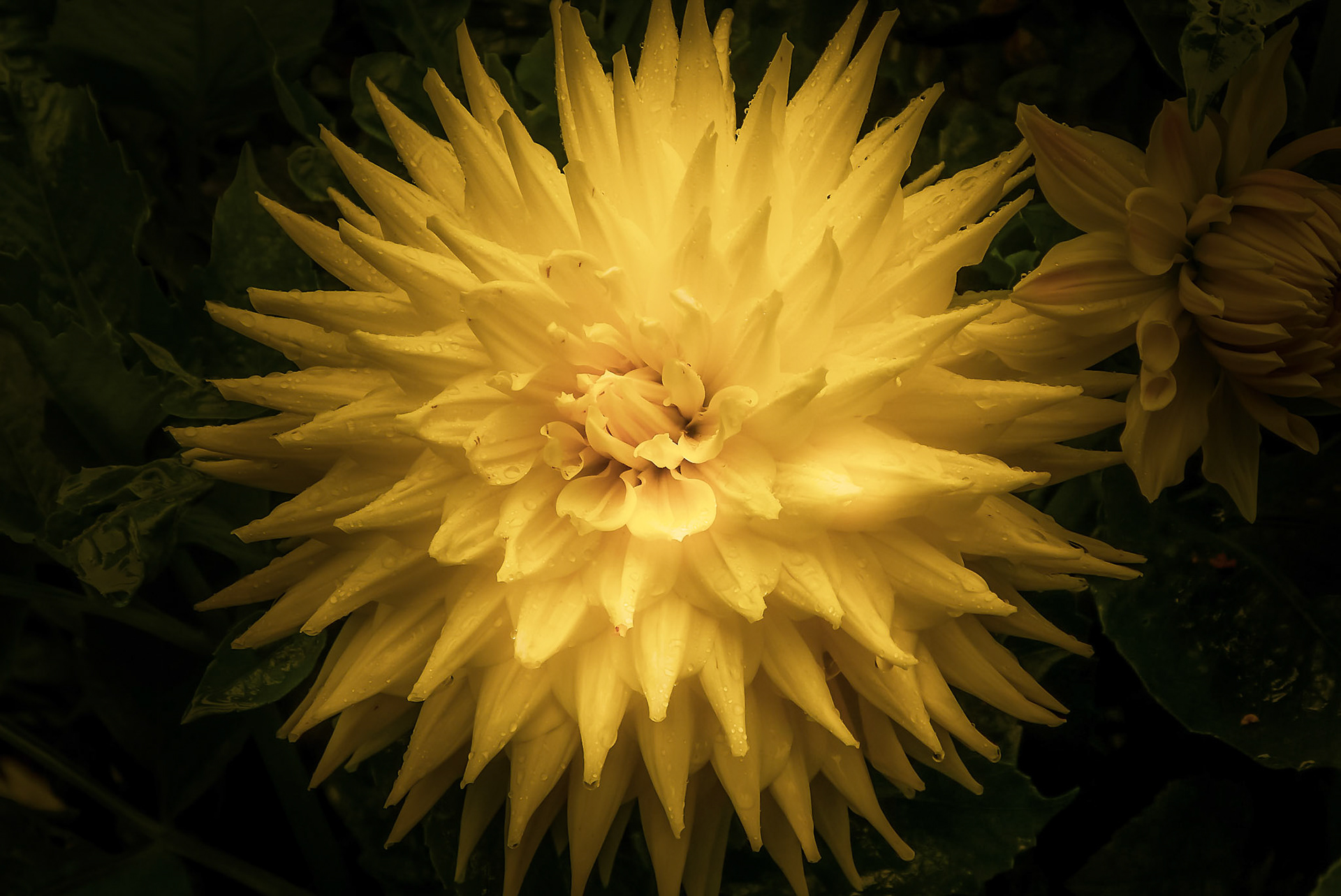 A photograph of a yellow dahlia taken at Anglesey Abbey in Cambridgeshire.