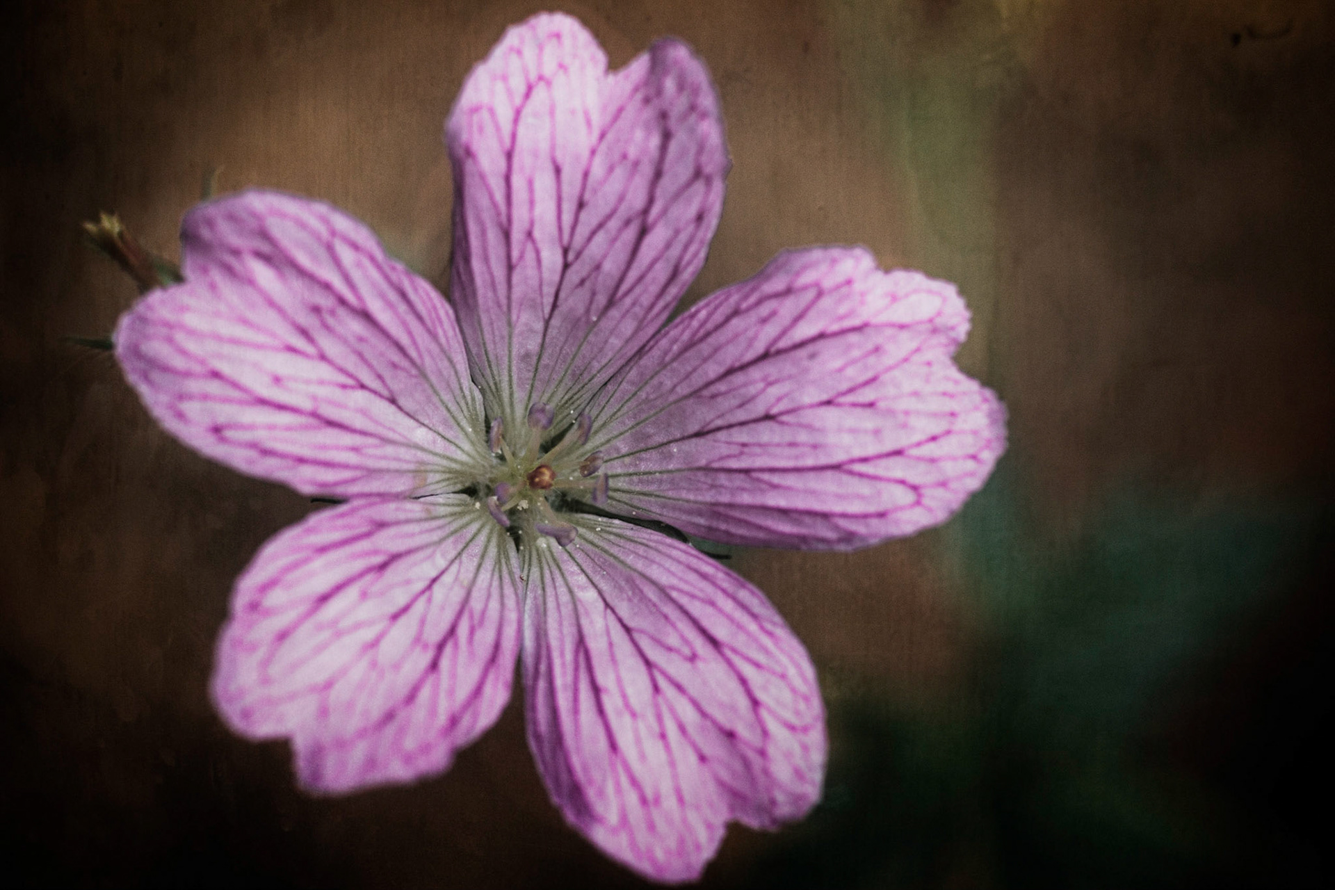 A photograph of pinkish/mauve geranium photographed at Great Comp Gardens
