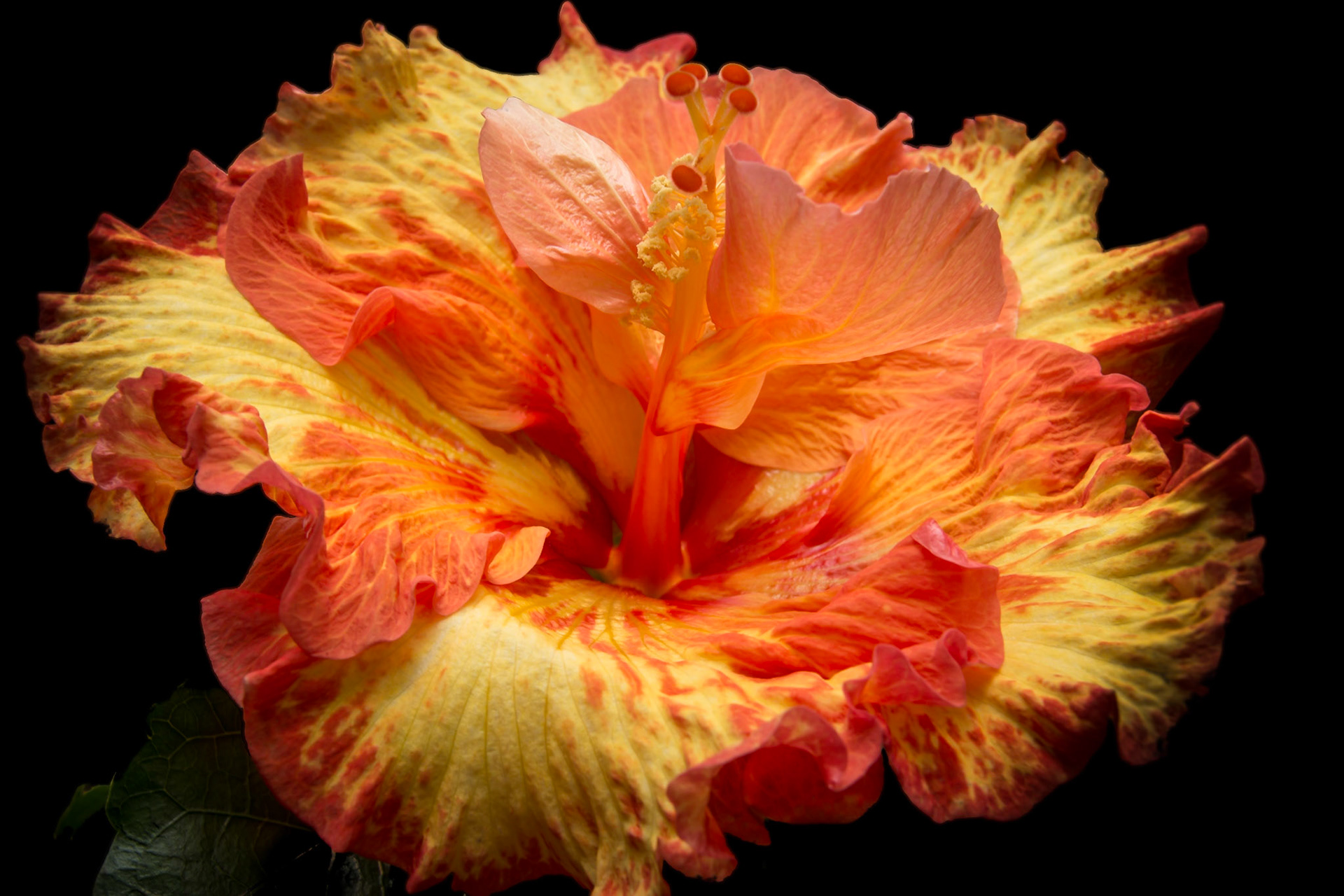 A photograph of a hibiscus flower photographed at the Conservatory of Flowers in San Francisco.