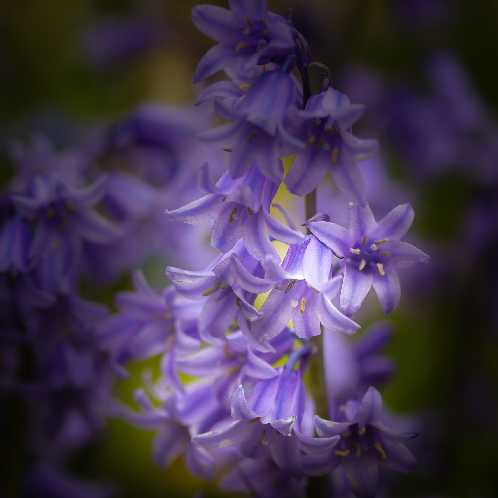 Bluebells of Batemans