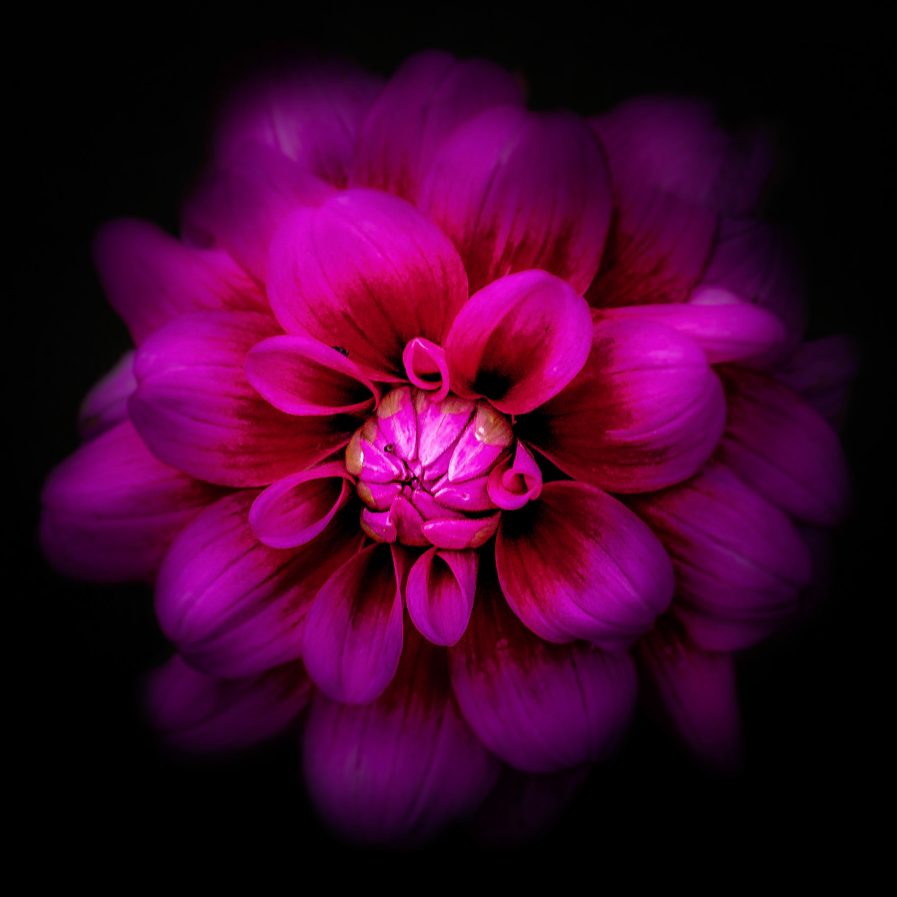 A photograph of a dahlia taken at Sissinghurst Castle in Kent.