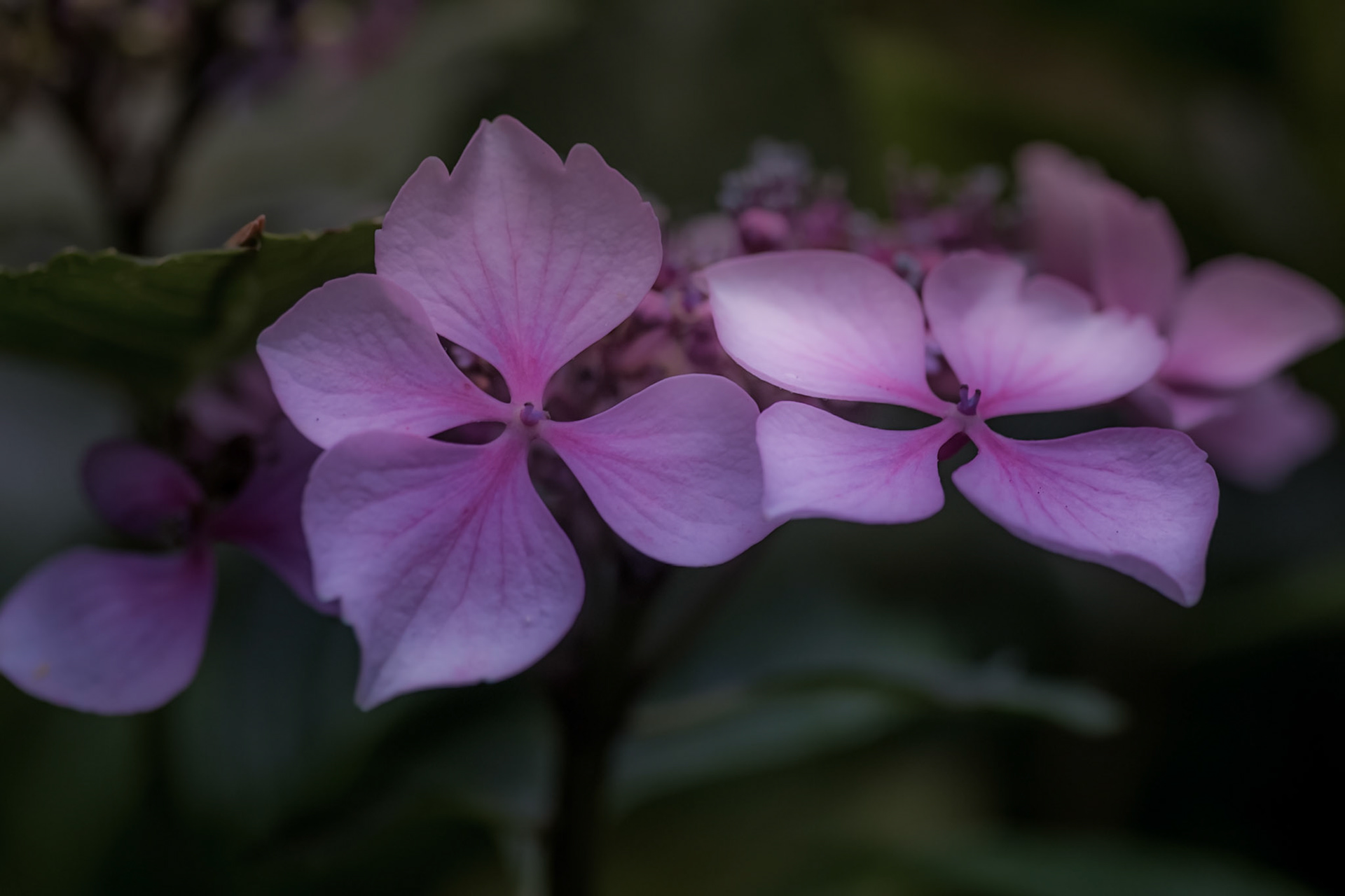 A photograph of a pink hydrangea photographed at Great Comp Gardens near Sevenoaks, in Kent.