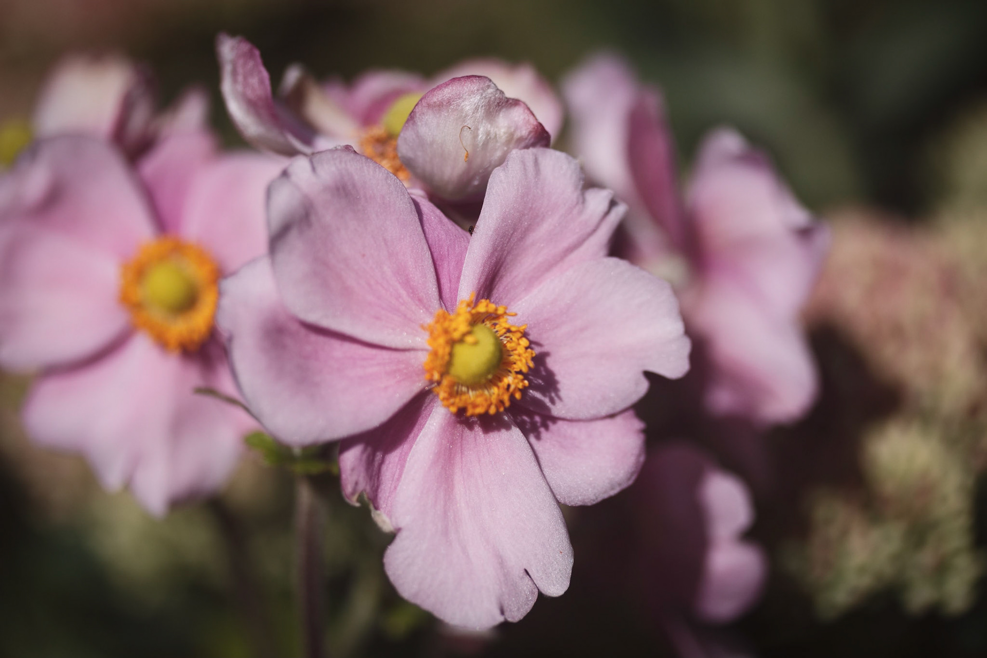 A photograph of a group of anemones photographed at Quebac House in Westerham, Kent.