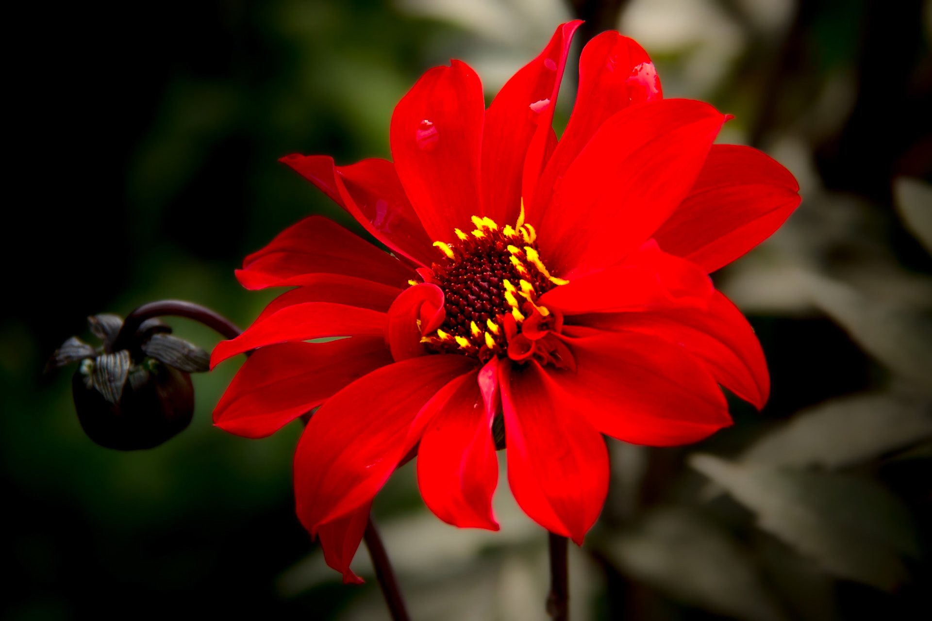 A photograph of a red dahlia and bud photographed at Penshurst Place in Kent.