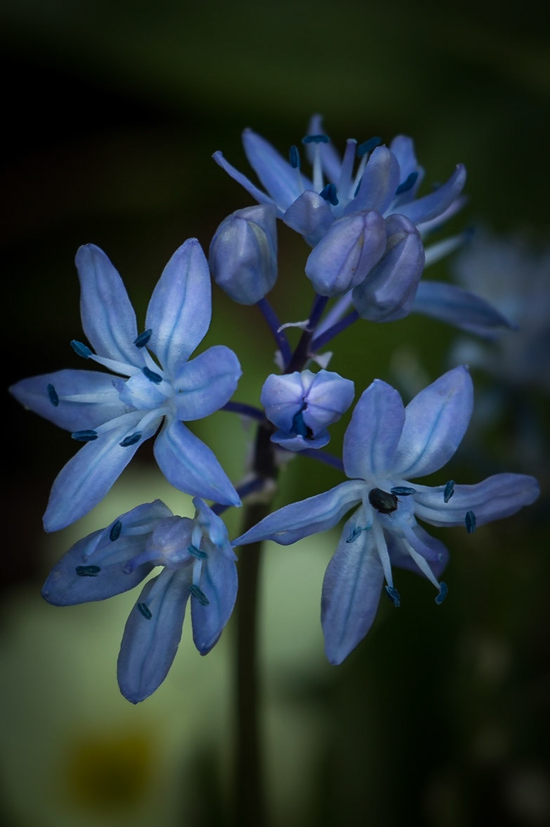 Blue flowers from Hole Park