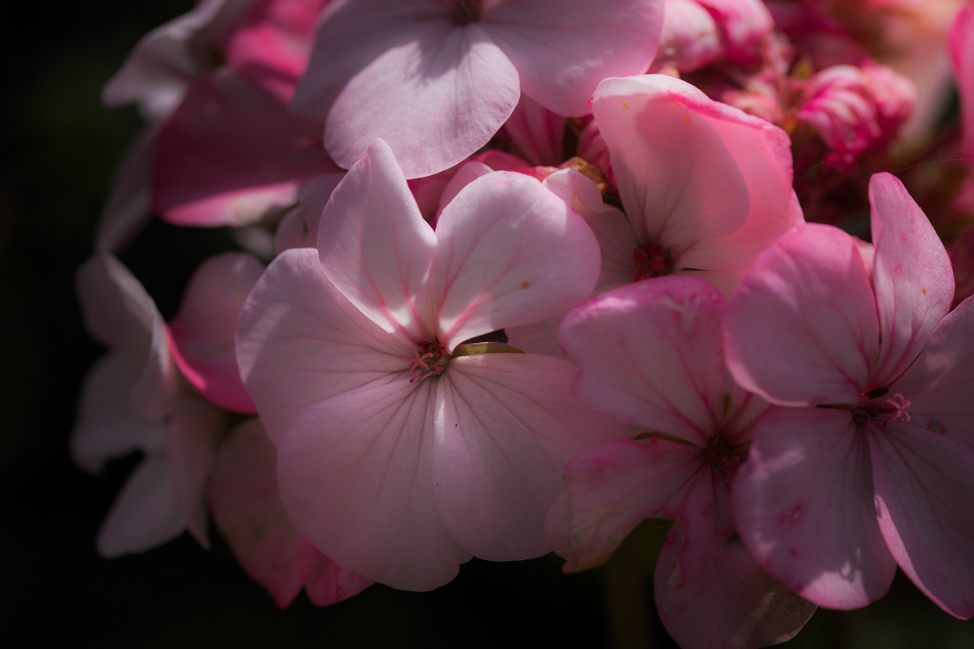 A photograph of a pink Geranium Photographed at Chartwell in Kent.