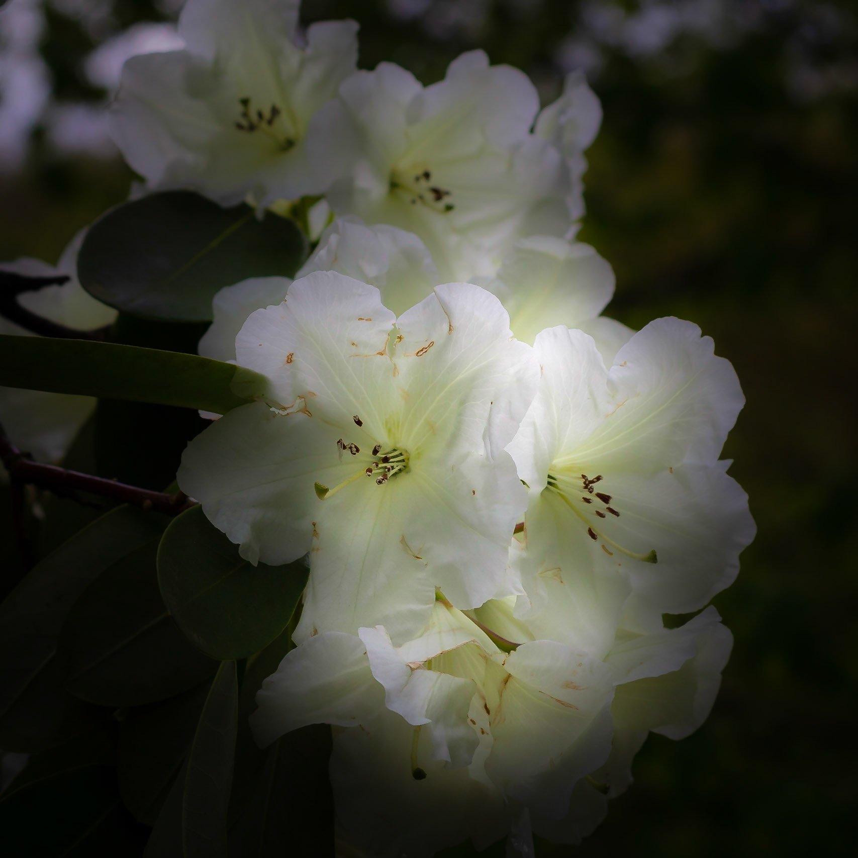 A photograph of a white rhododendron photographed at Scotney Castle.