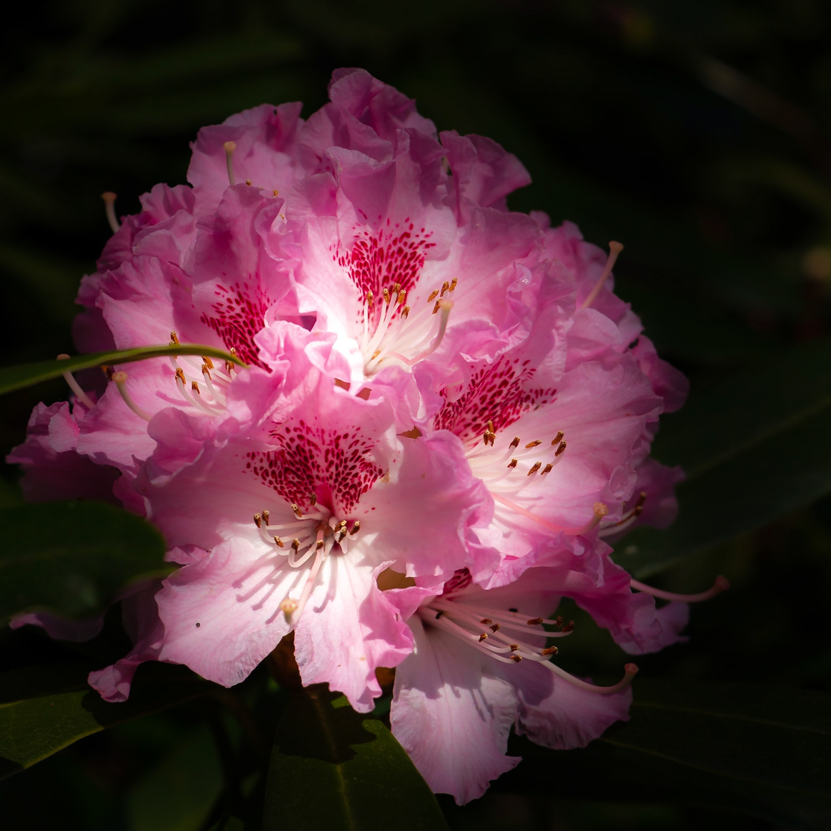 A photograph of a pink rhododendron photographed at Scotney Castle in Kent.