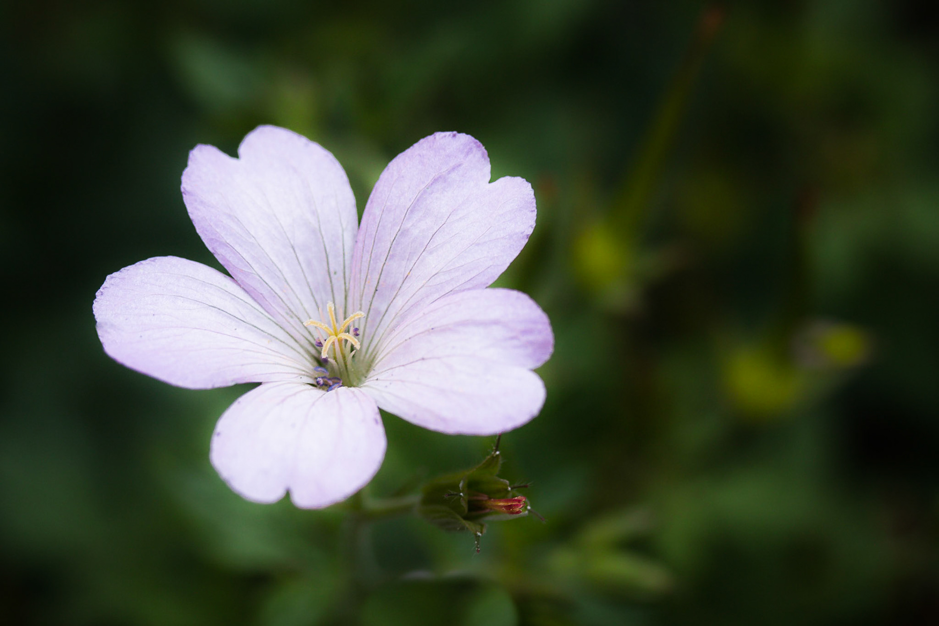 A photograph of a geranium flower from Quebec house in Westerham Kent.