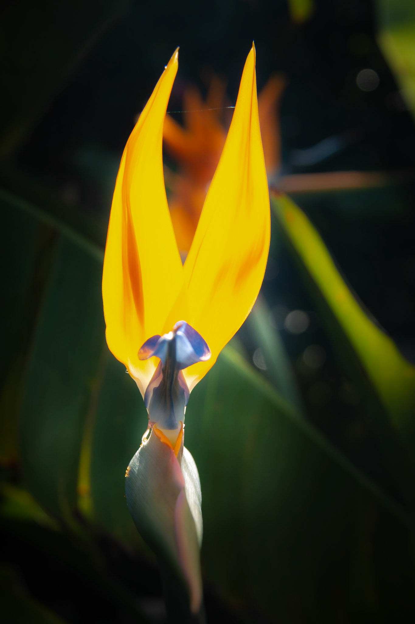 A photograph of a bird of paradise photographed at Hall Place in Bexley Kent.