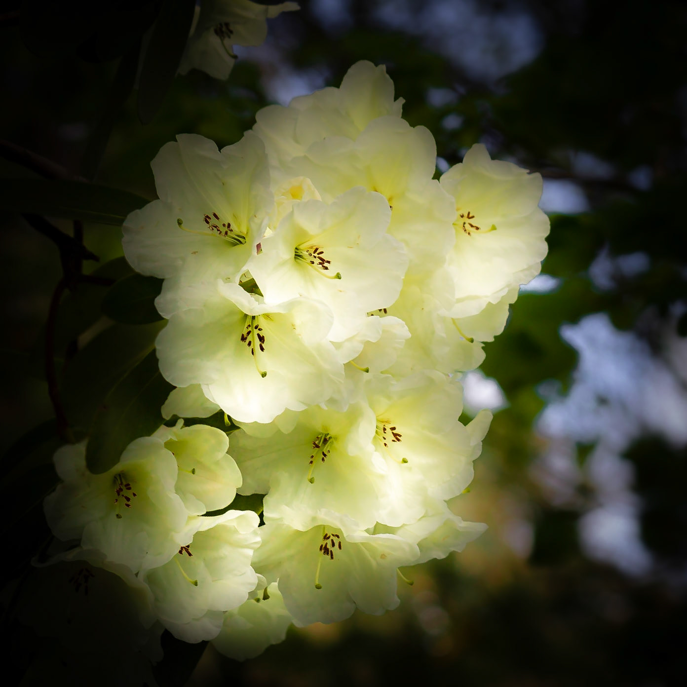 A photograph of a rhododendron in bloom at Scotney Castle in Kent.