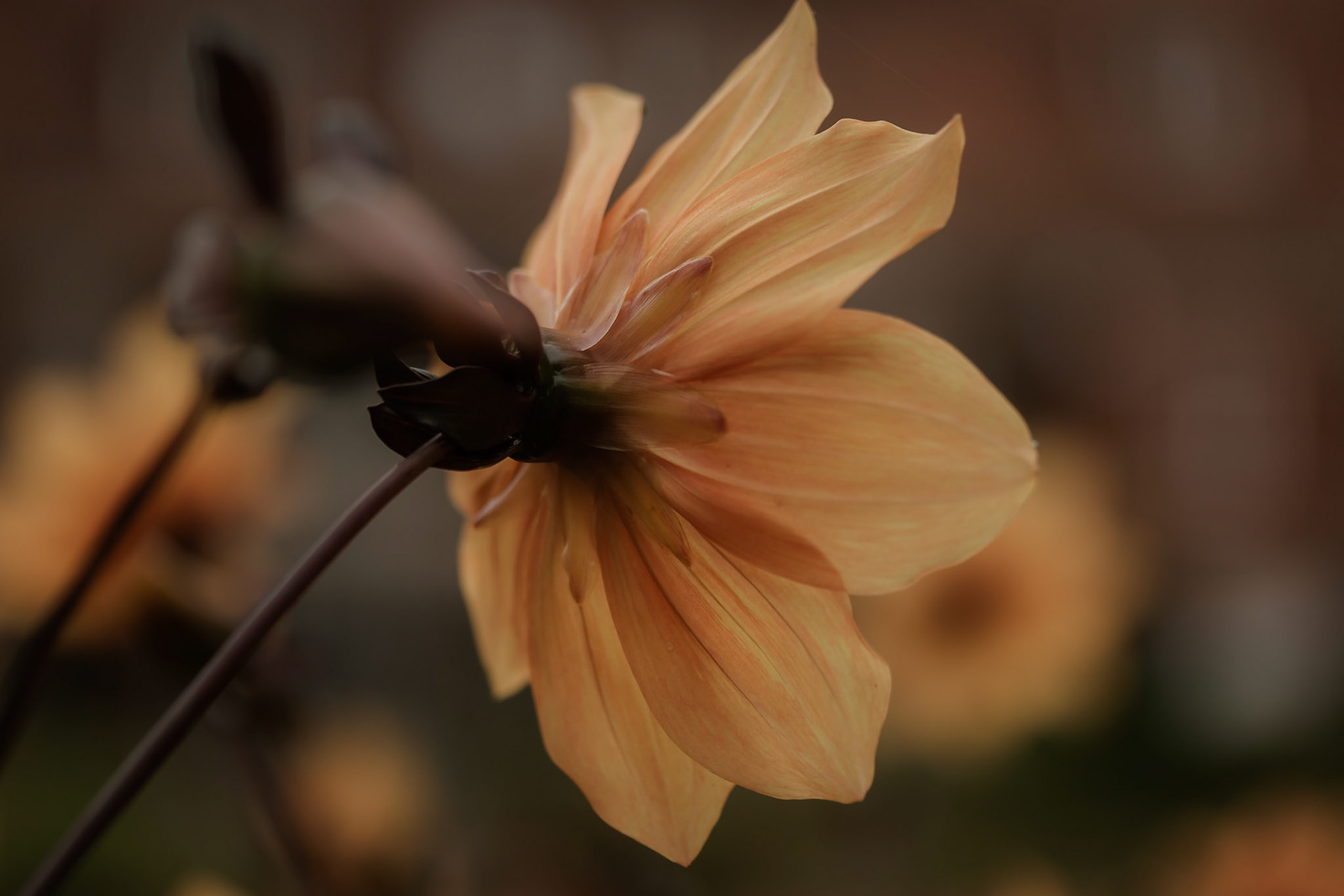 A photograph of the rear of the underside of a dahlia photographed at Great Comp Gardens in Kent.