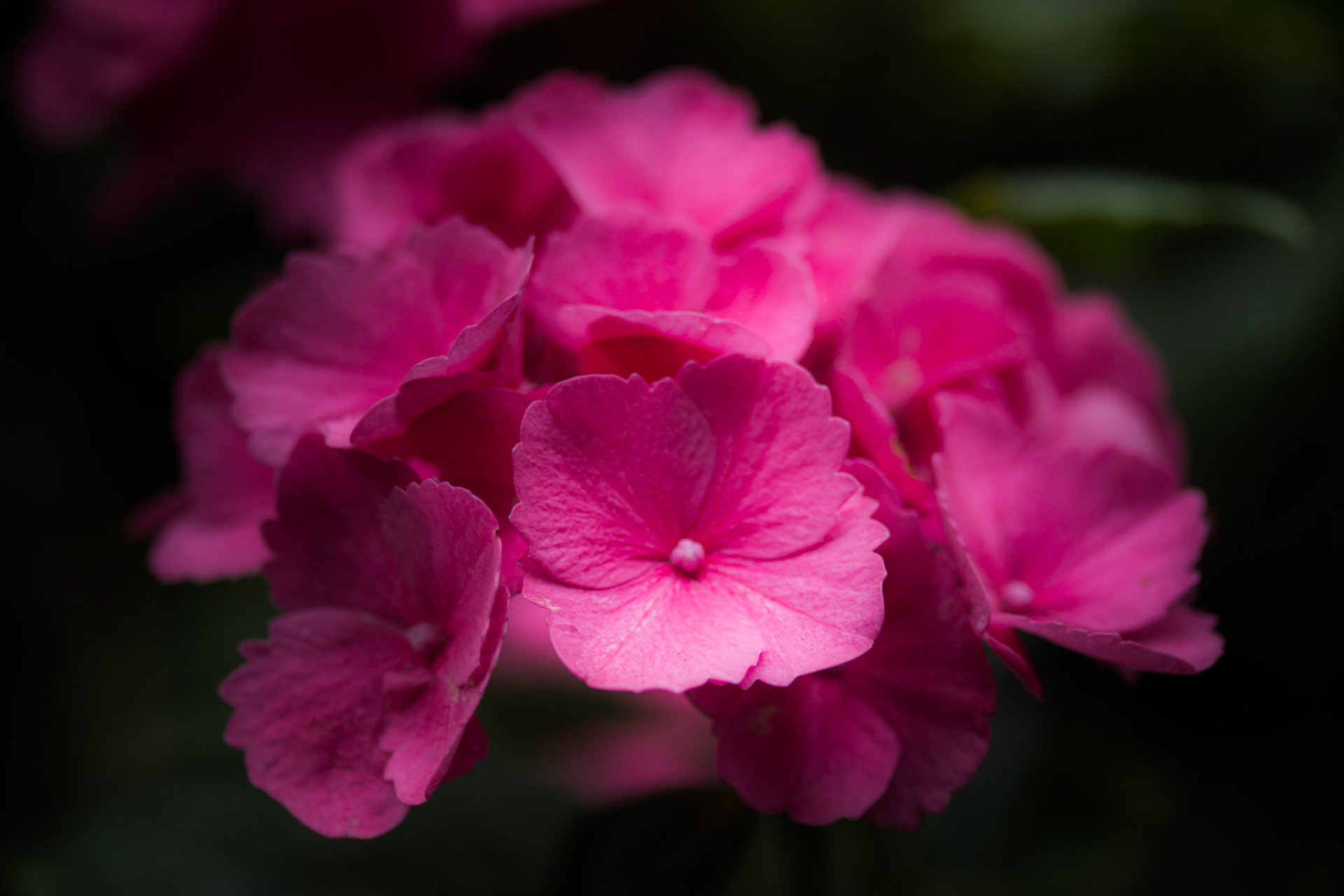 A photograph of pink hydrangea flowers photographed at Great Comp Gardens in Kent.