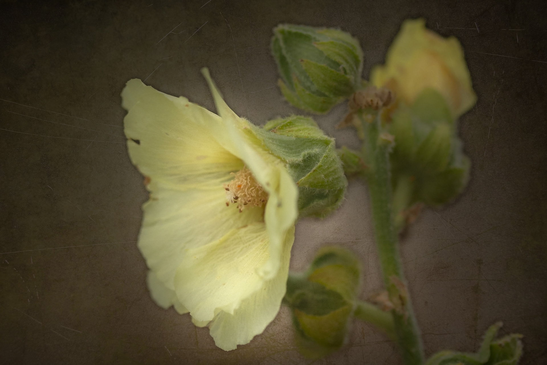 A photograph of a yellow hollyhock photographed at Great Comp Gardens,